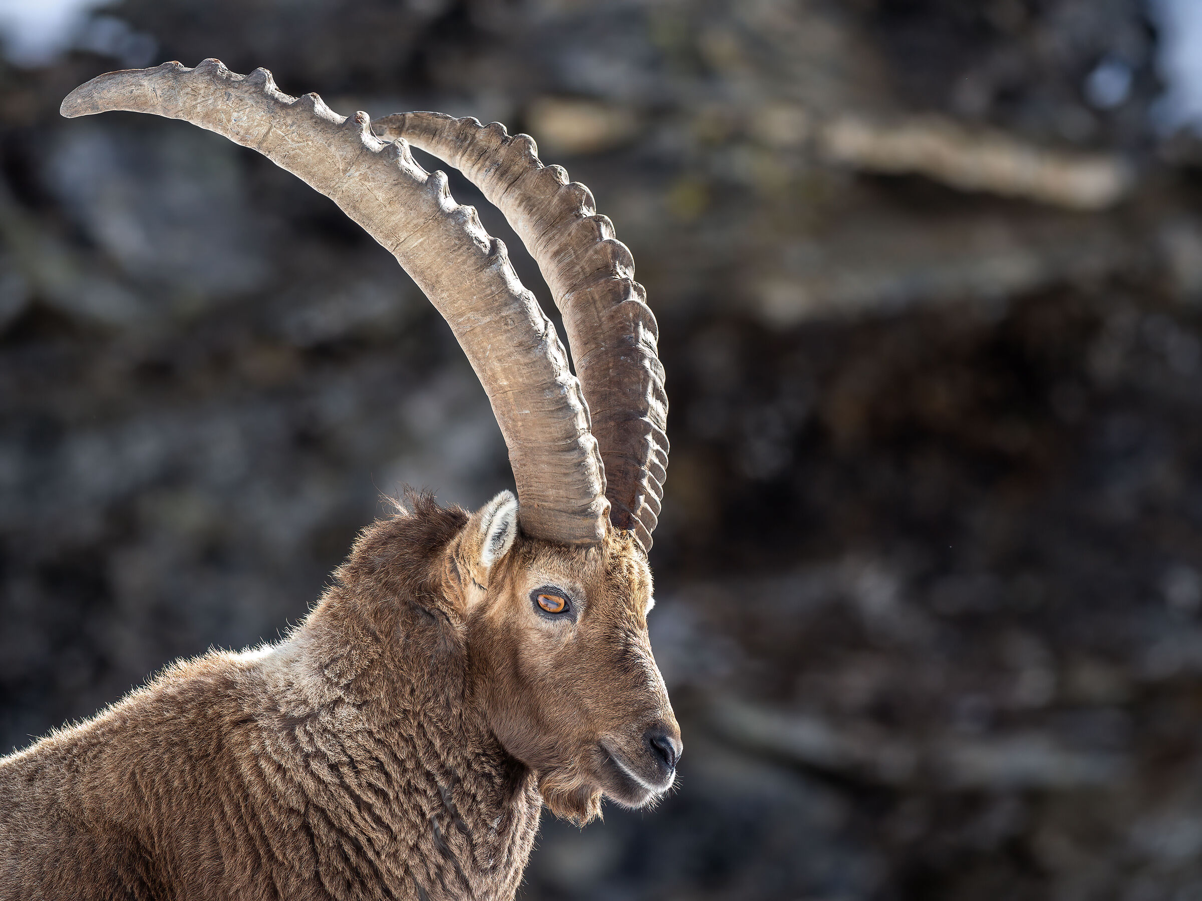 IBEX 2