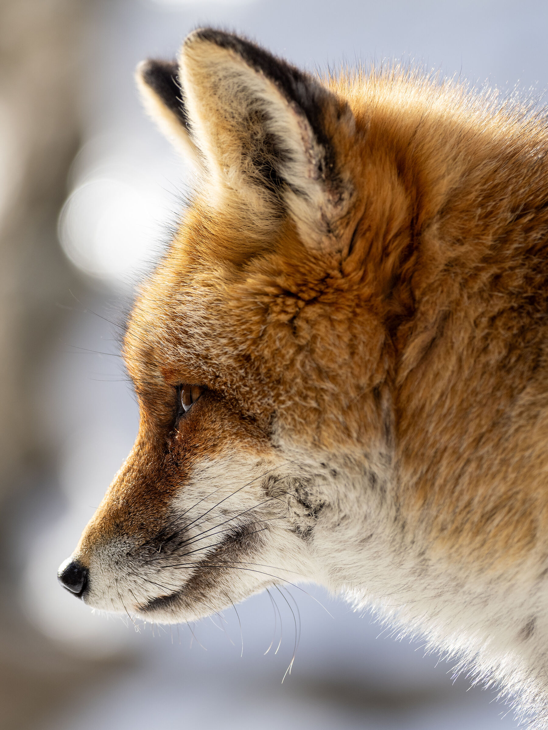 FOX 2