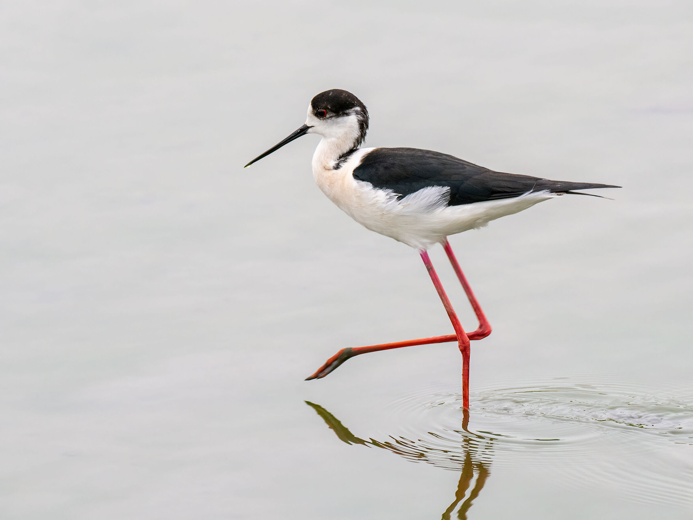 Black-winged Stilt