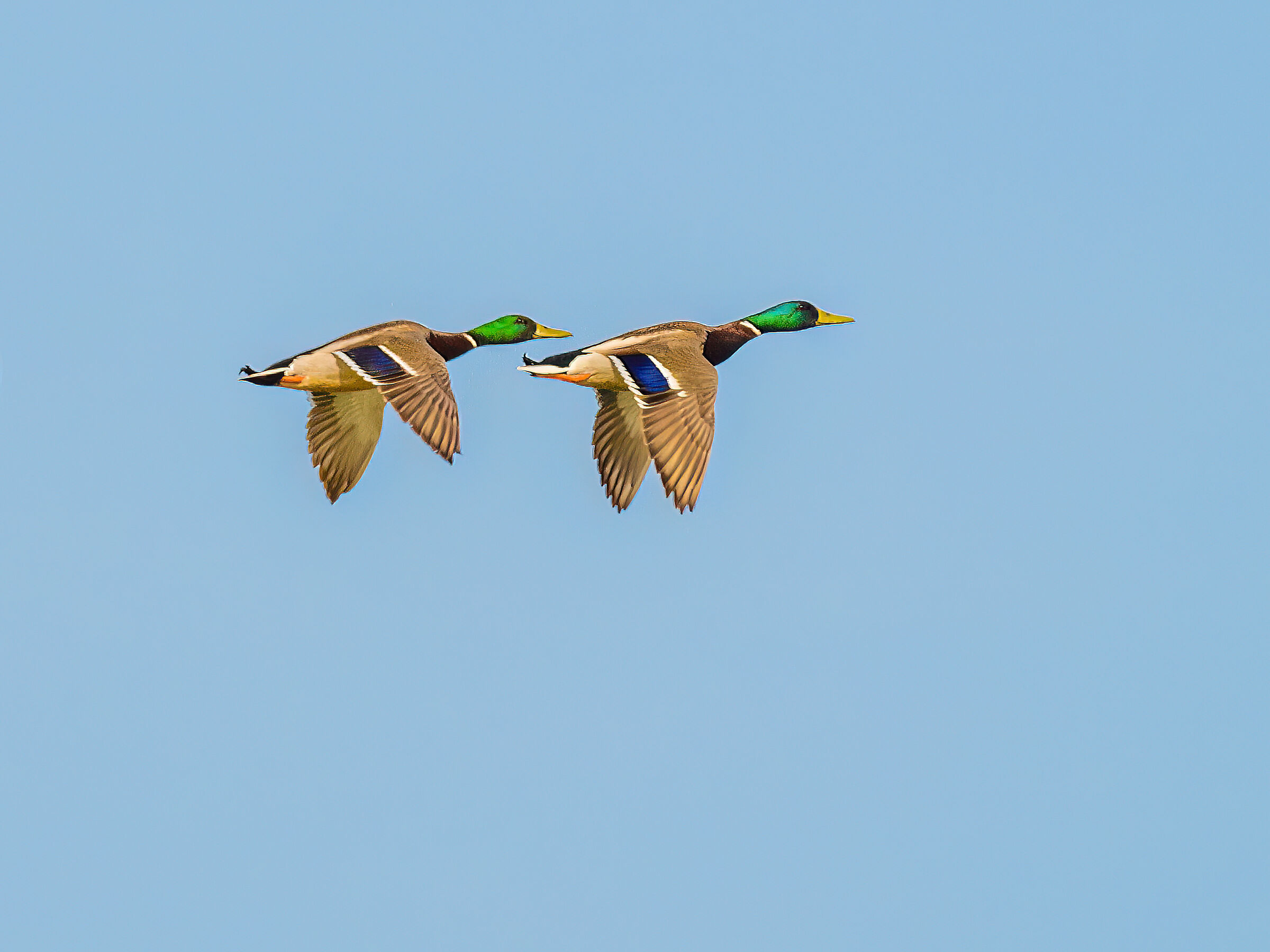 Synchronized flight