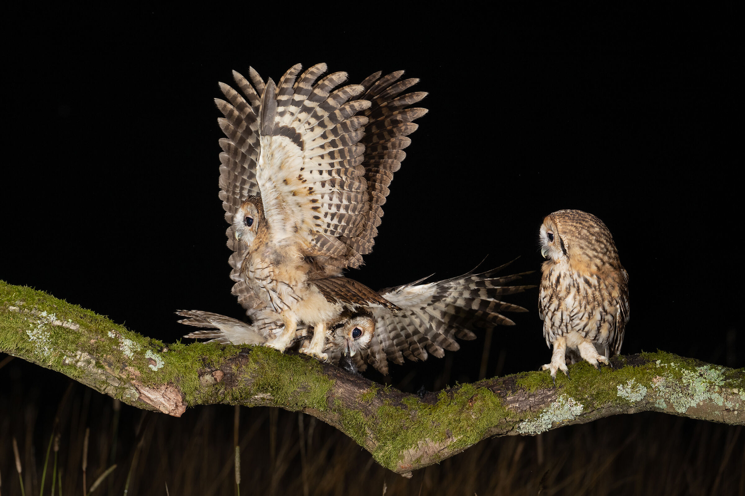 Little tawny owls grow