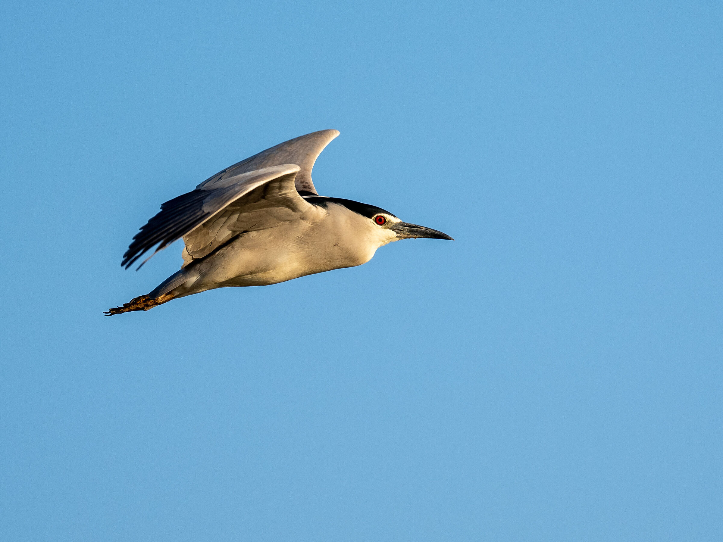 Night Heron