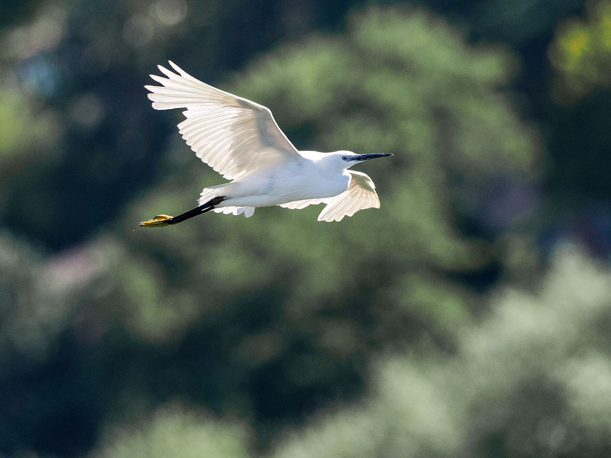 Egret