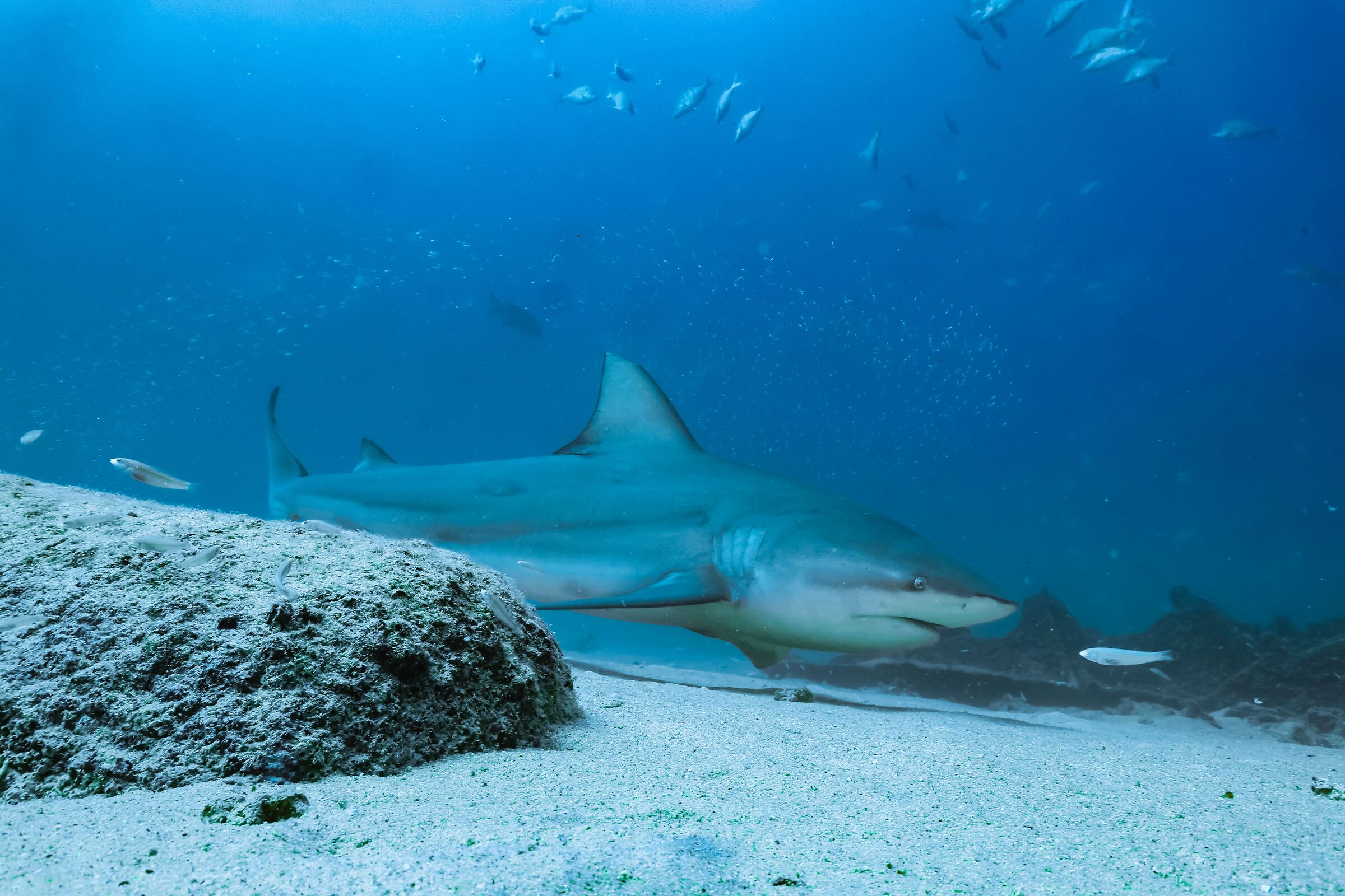 Bull shark