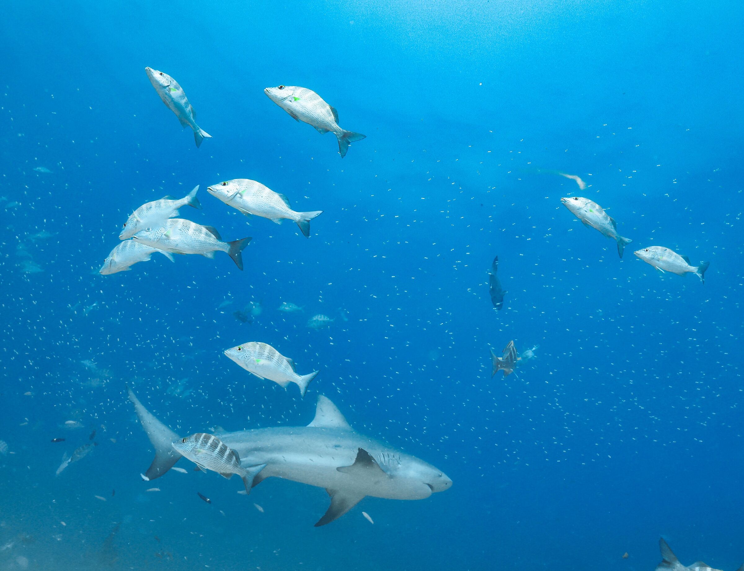 Bull shark 4