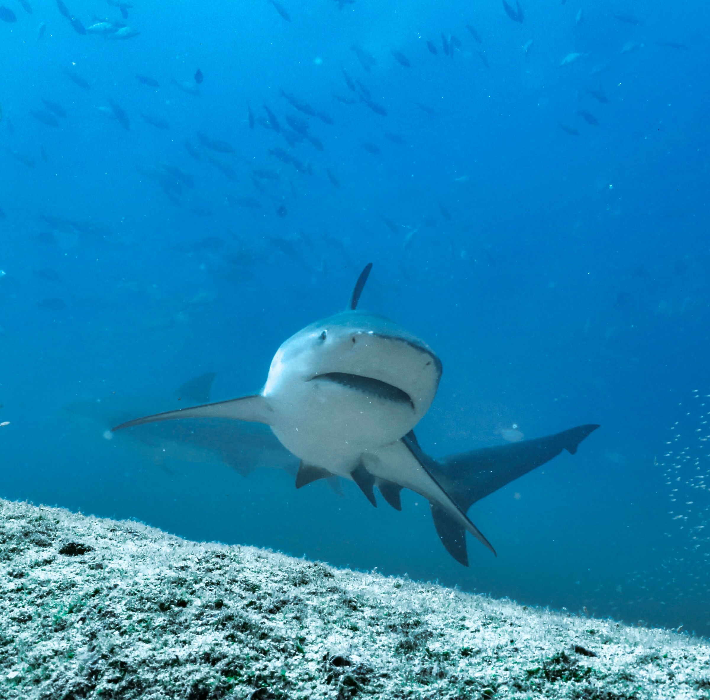 Bull shark