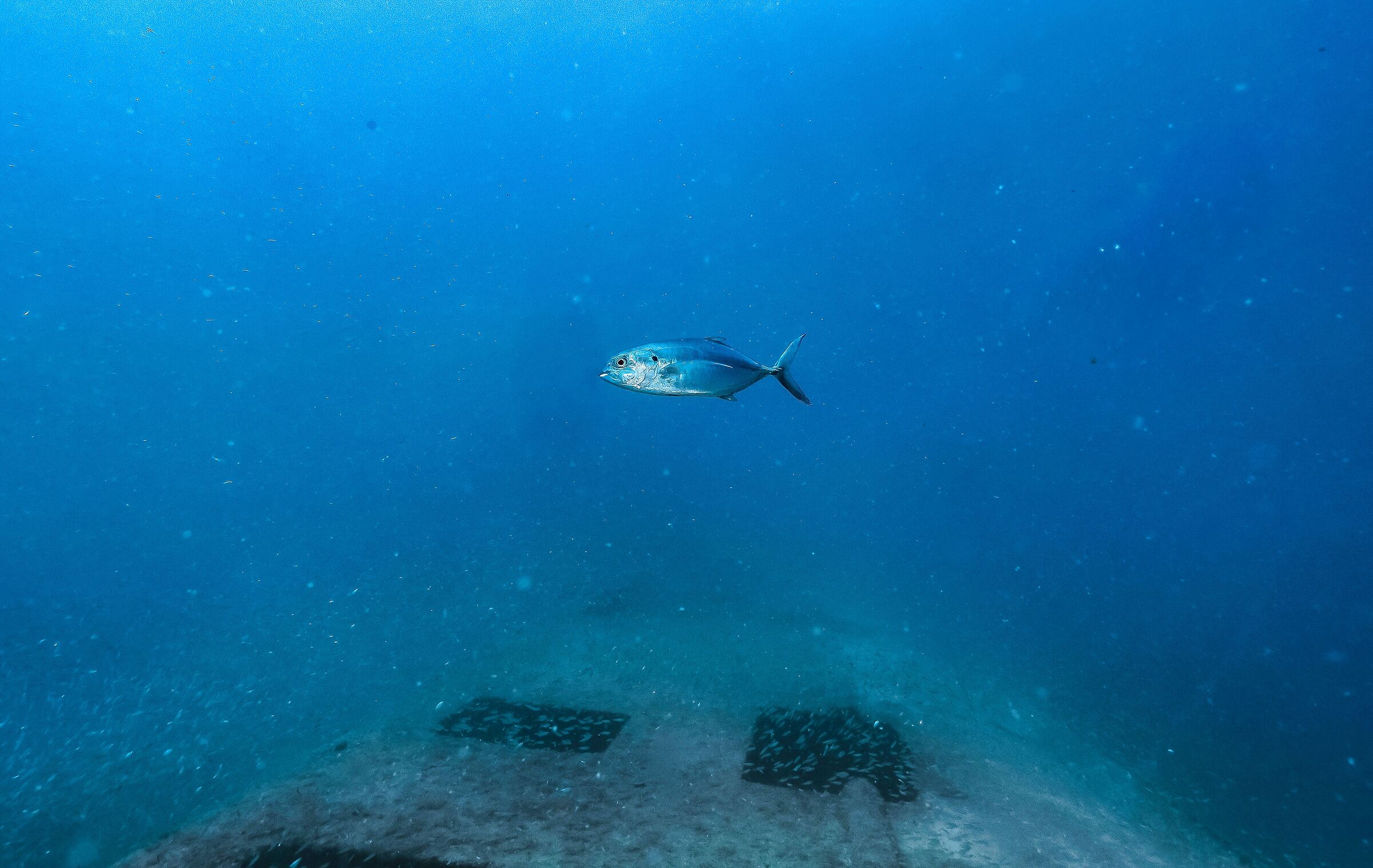 Bonito
