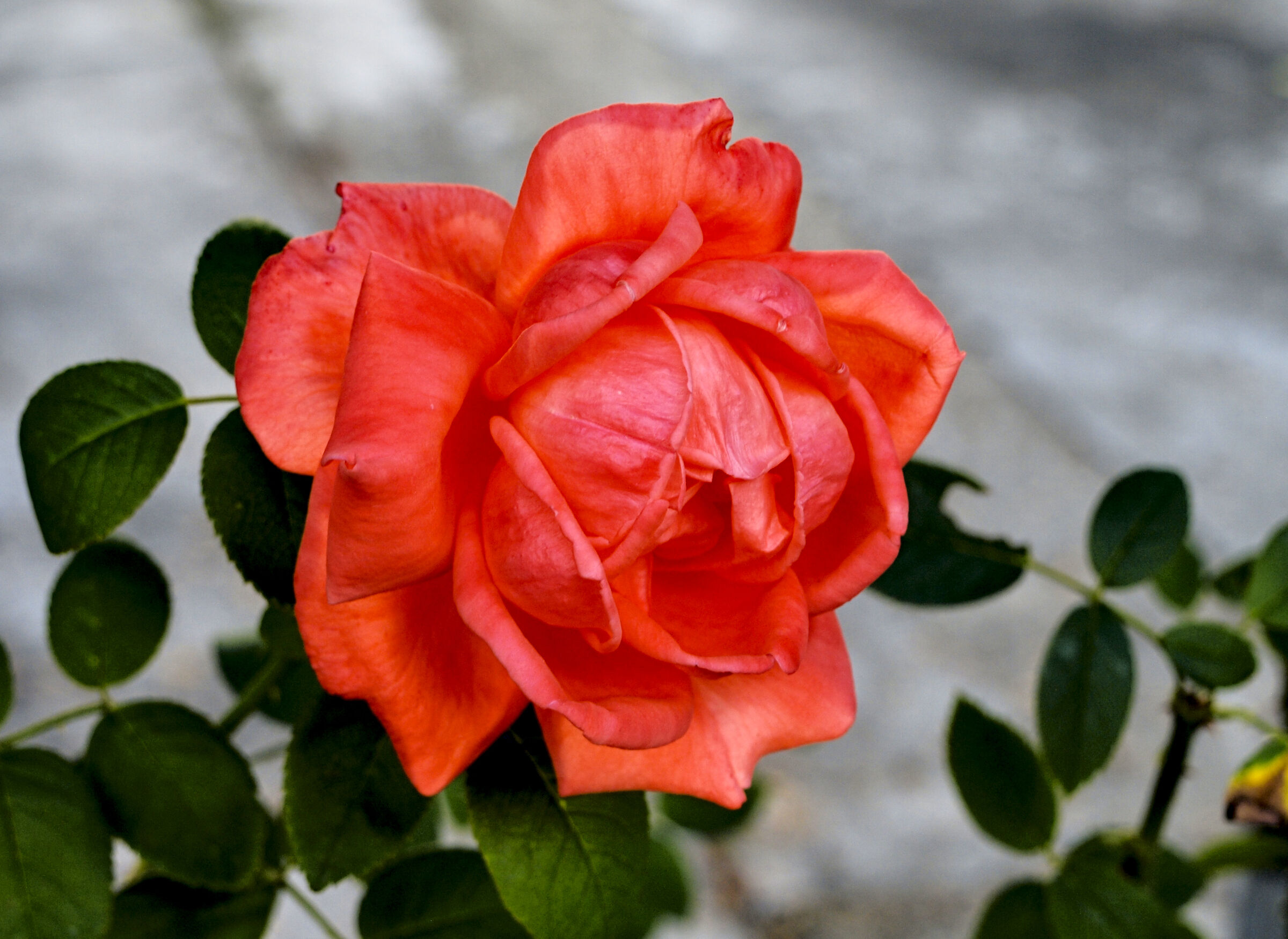 A red rose on a very cloudy day