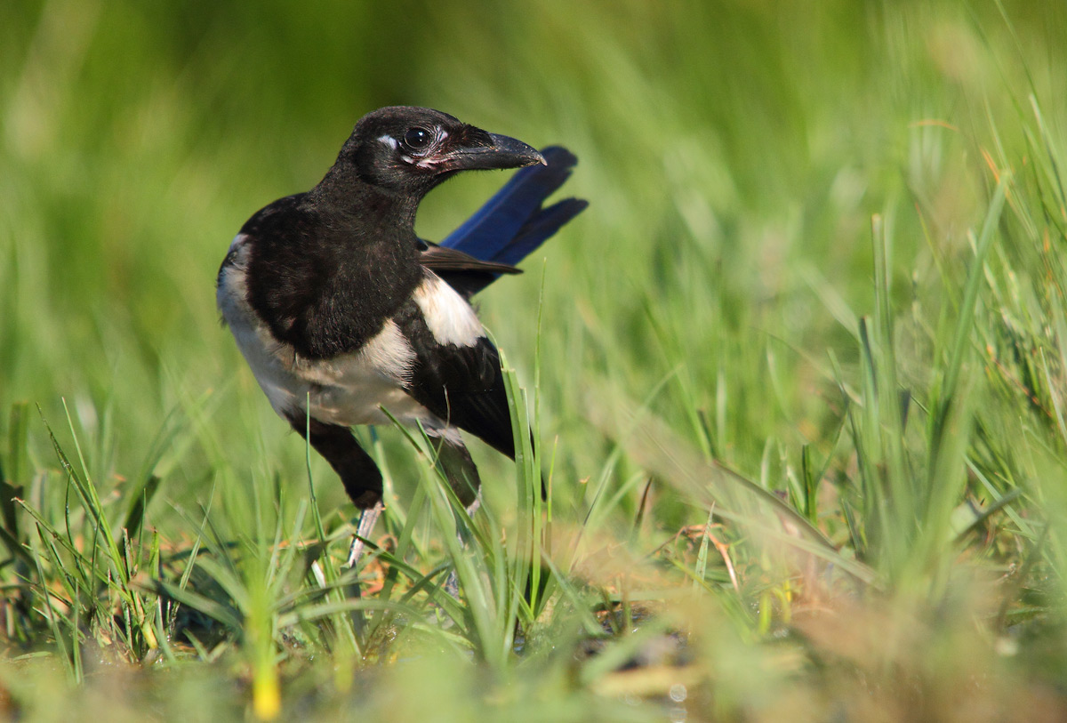Magpie