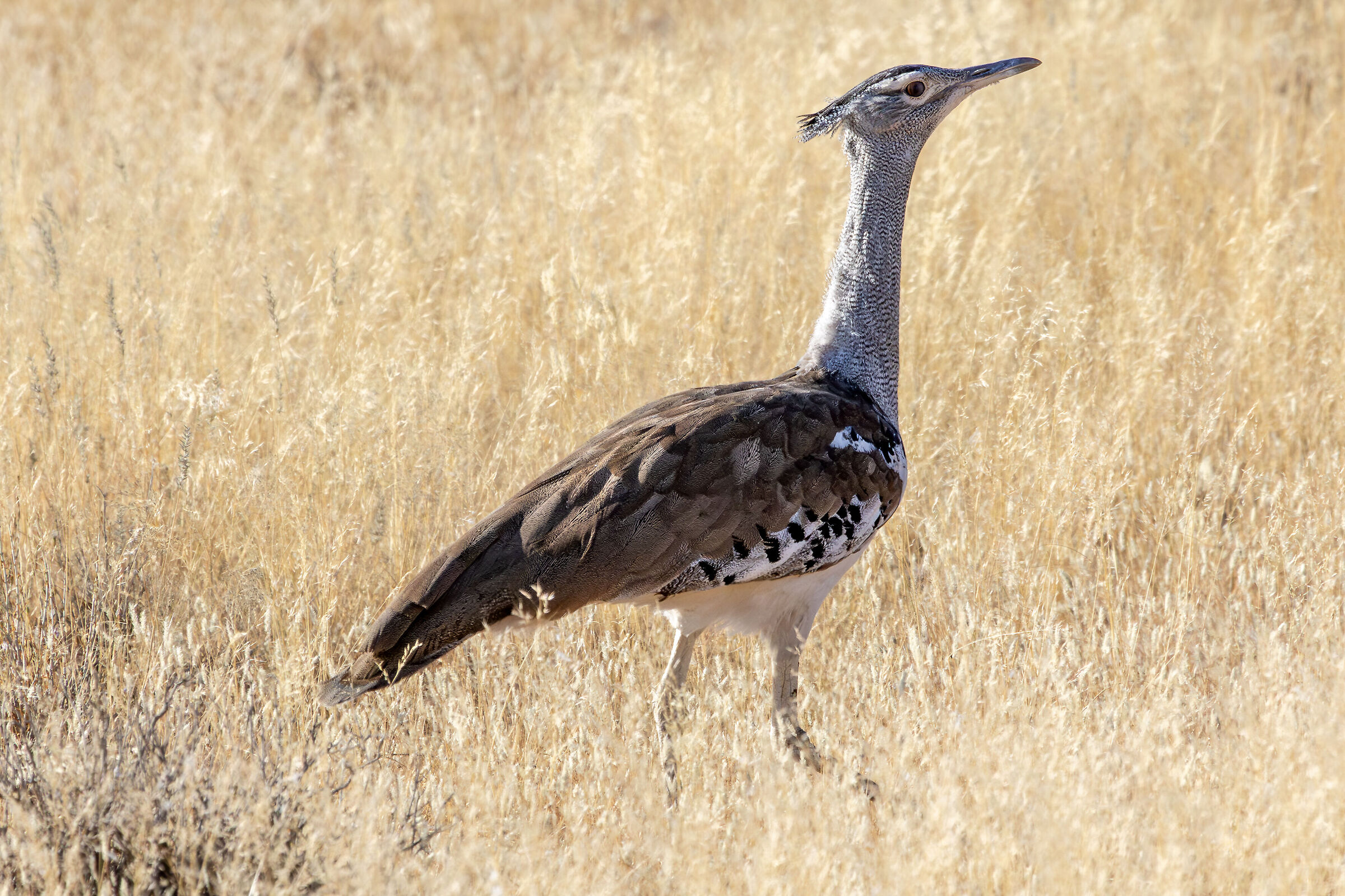 Kori Bustard (Ardeotis kori)