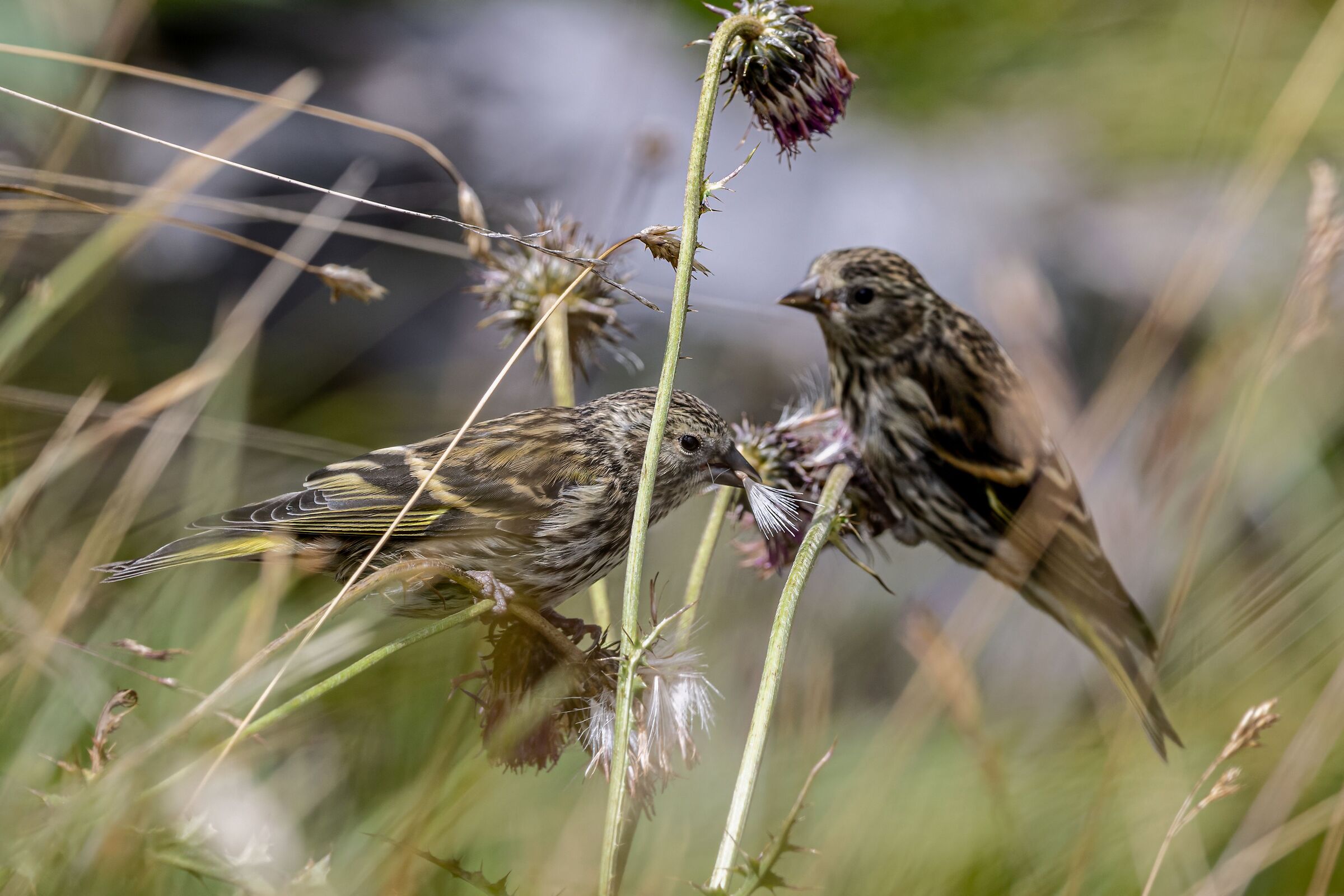 grazing siskins