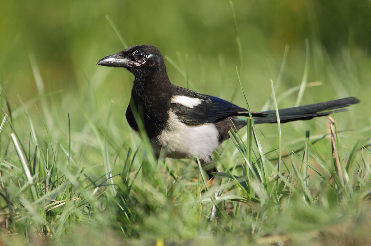 Magpie