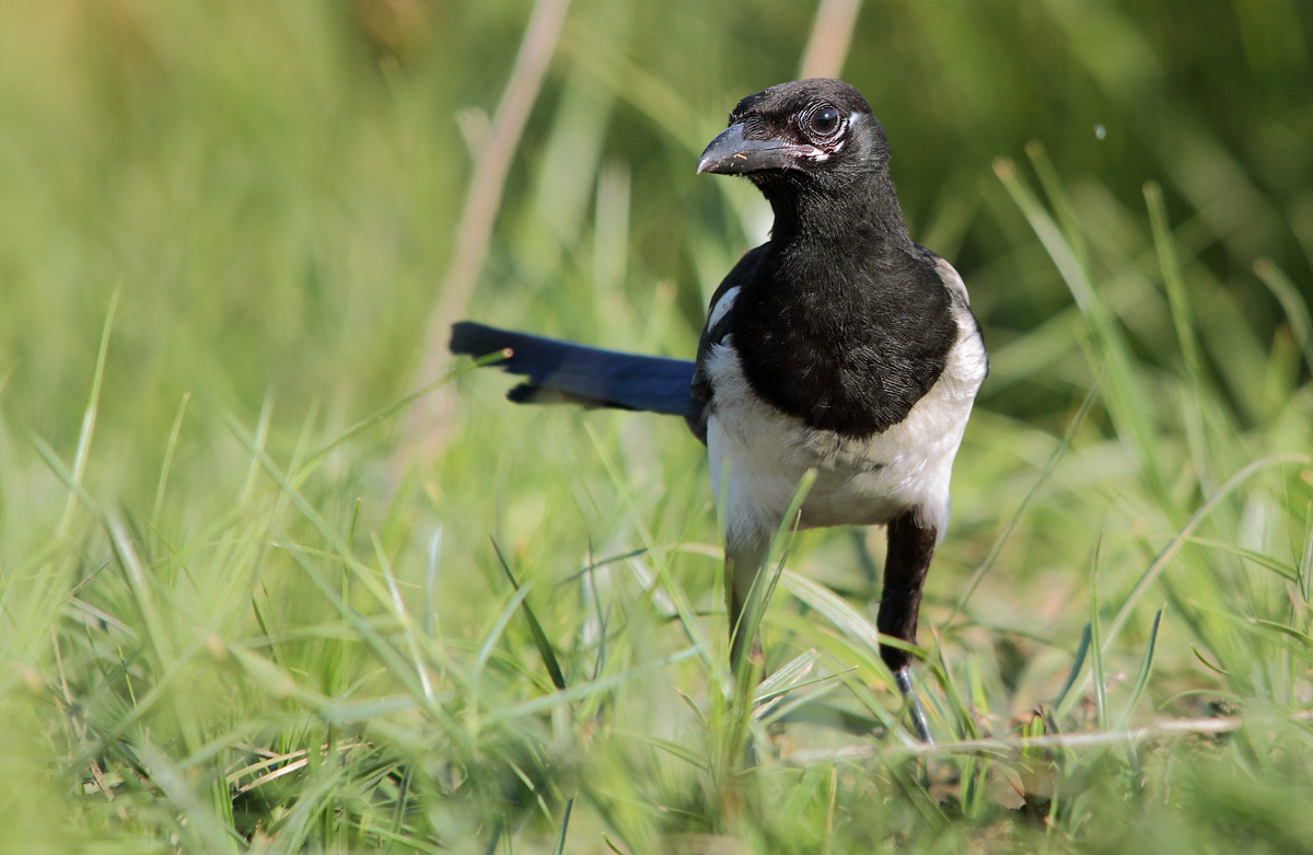 Magpie