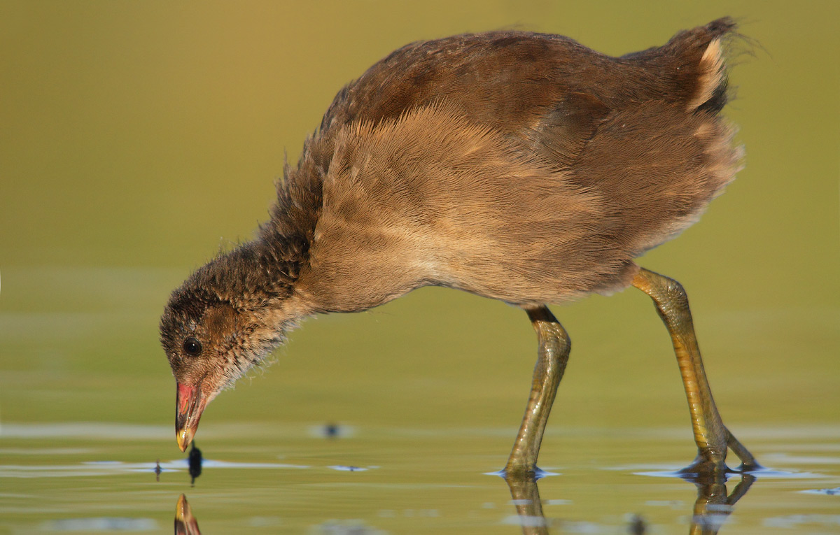 moorhen