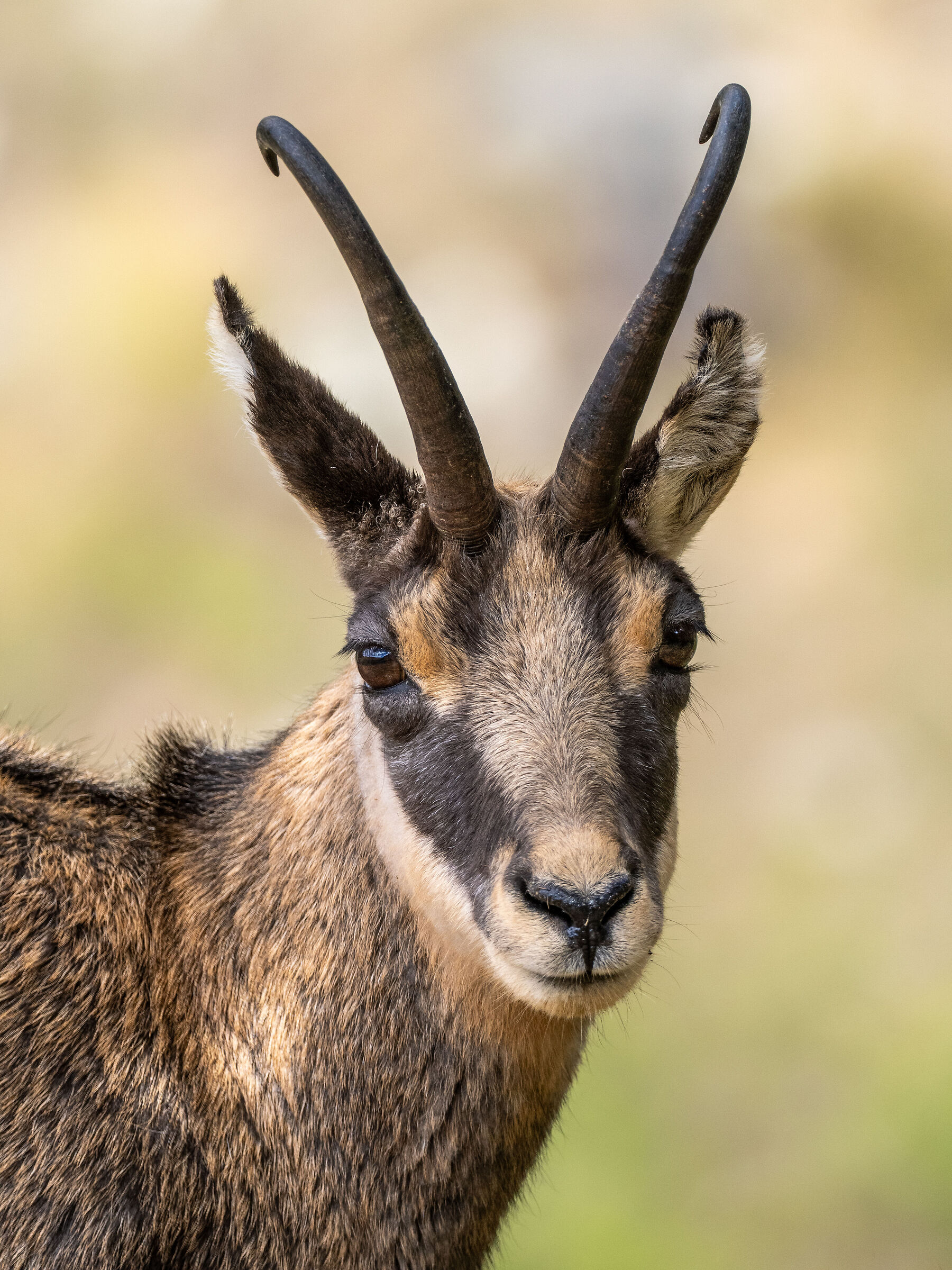 Chamois