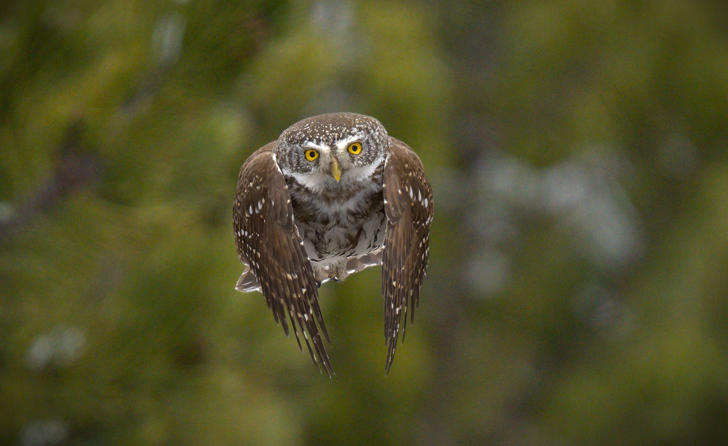 Dwarf Owl