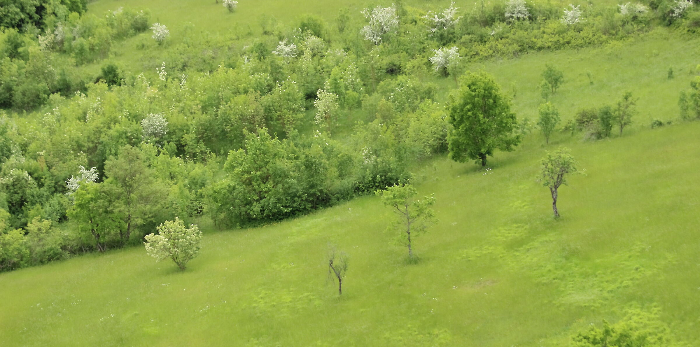 gli alberi d'argento.