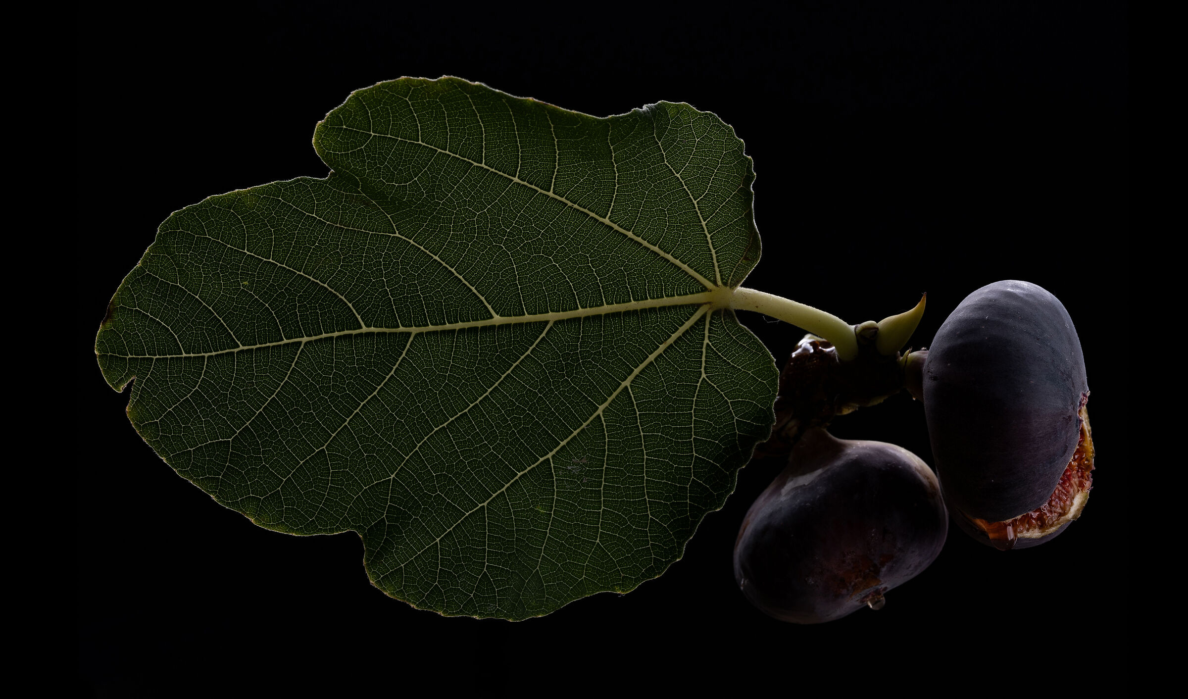 The season of figs