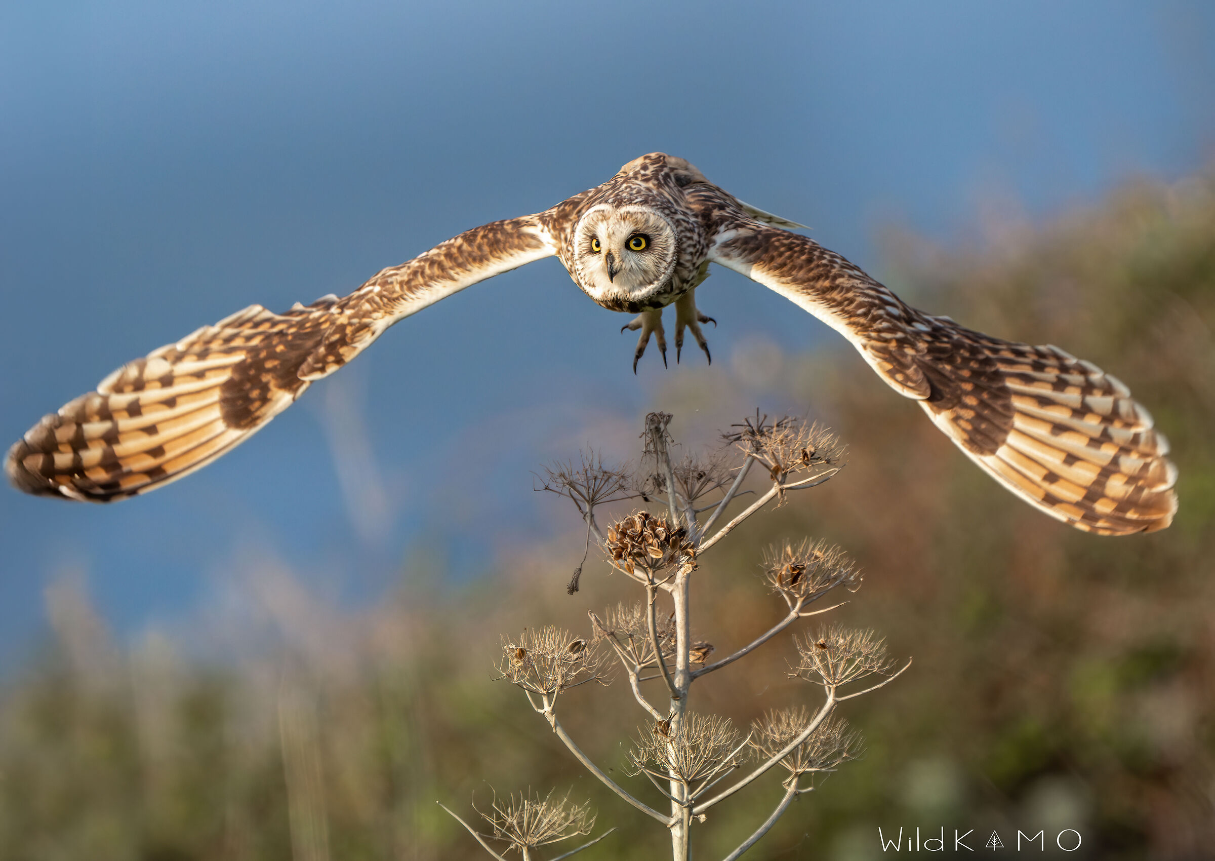 L'apertura alare del Gufo di Palude