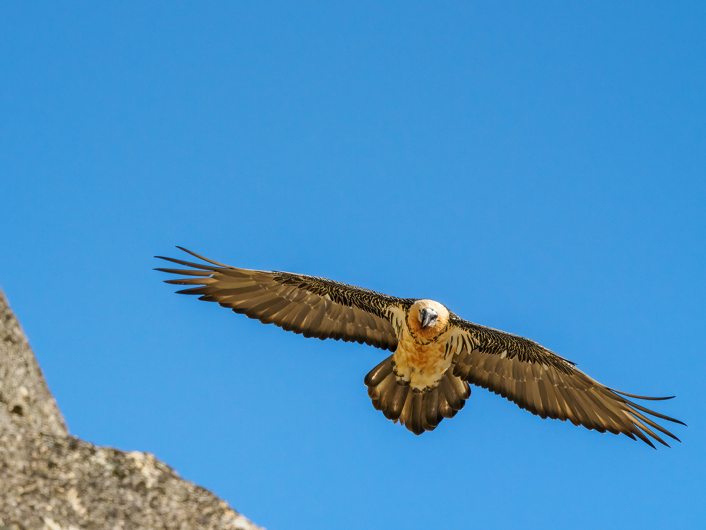 Bearded Vulture