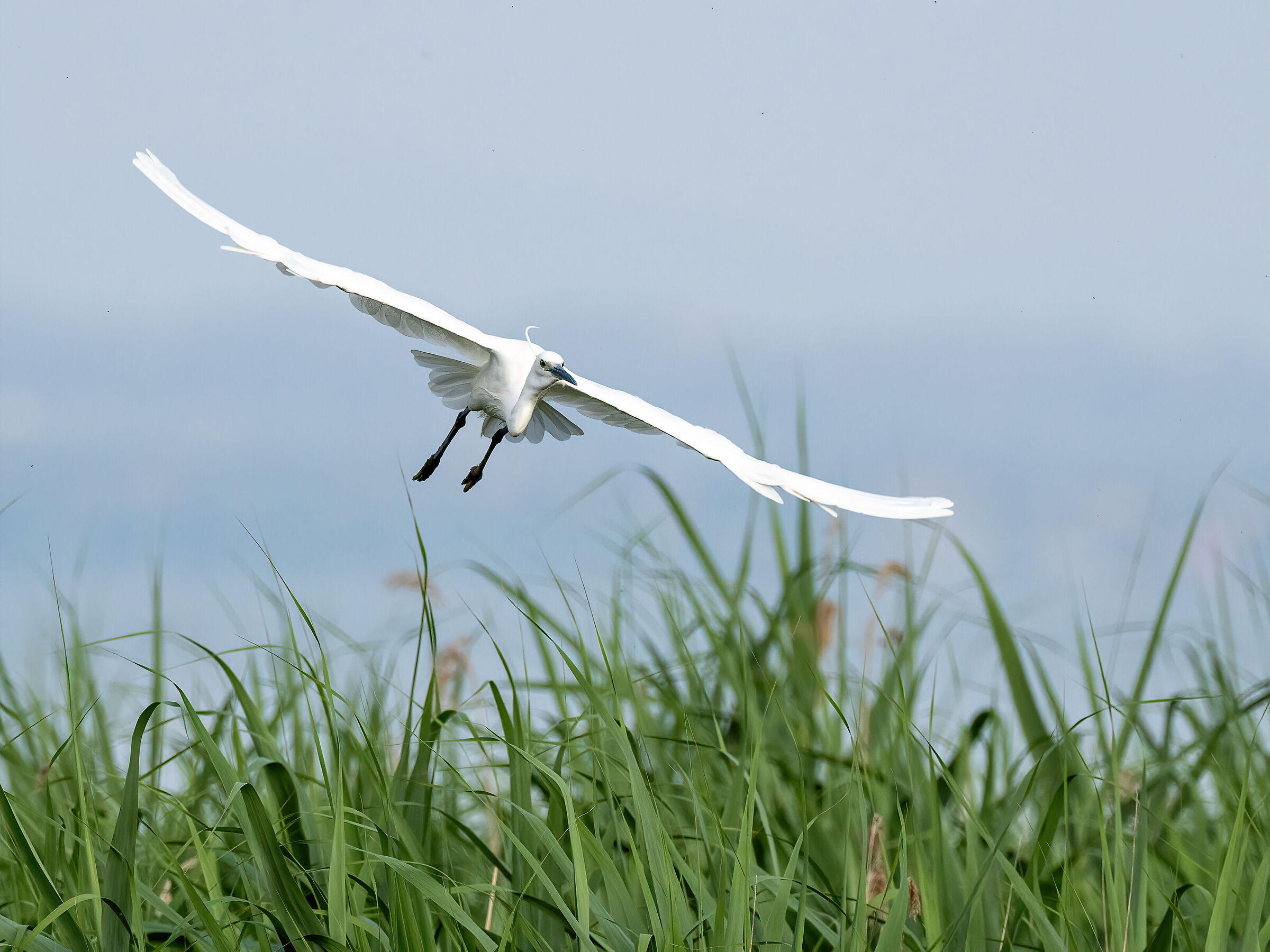 Egret