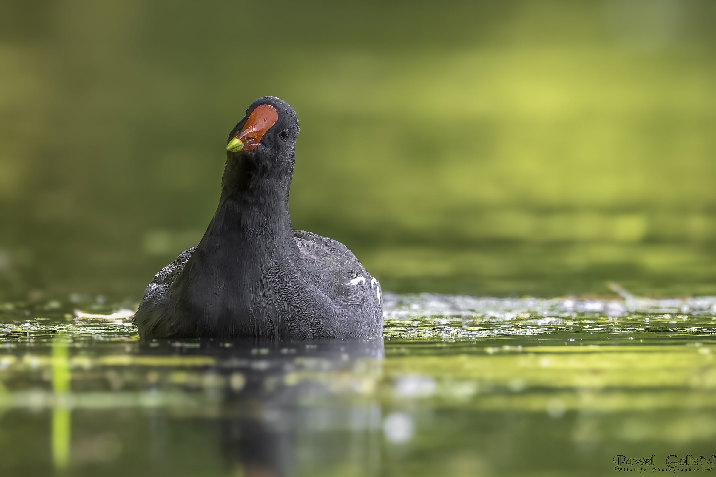Gallinella d'acqua (Gallinula chloropus)