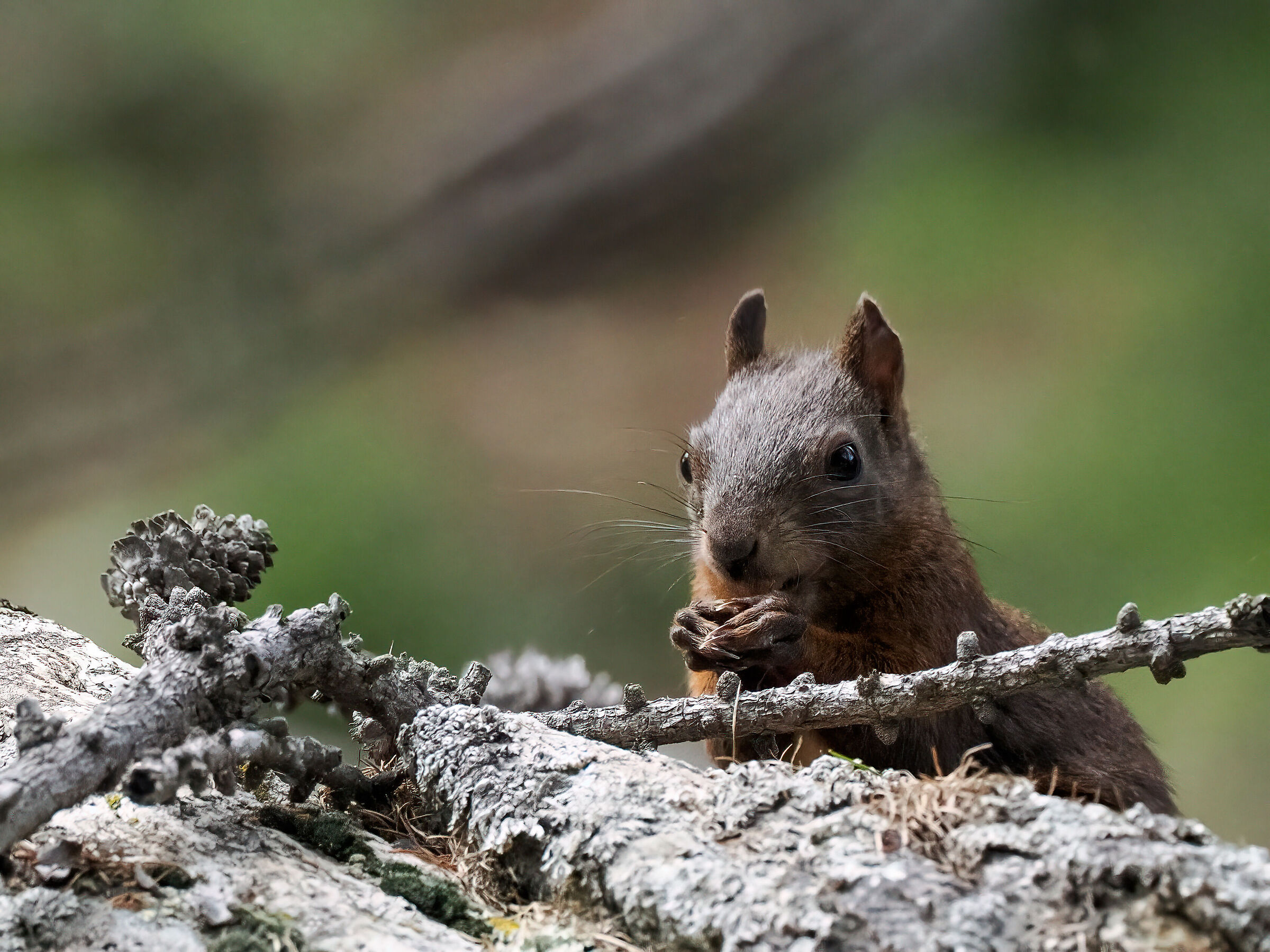 Red Squirrel