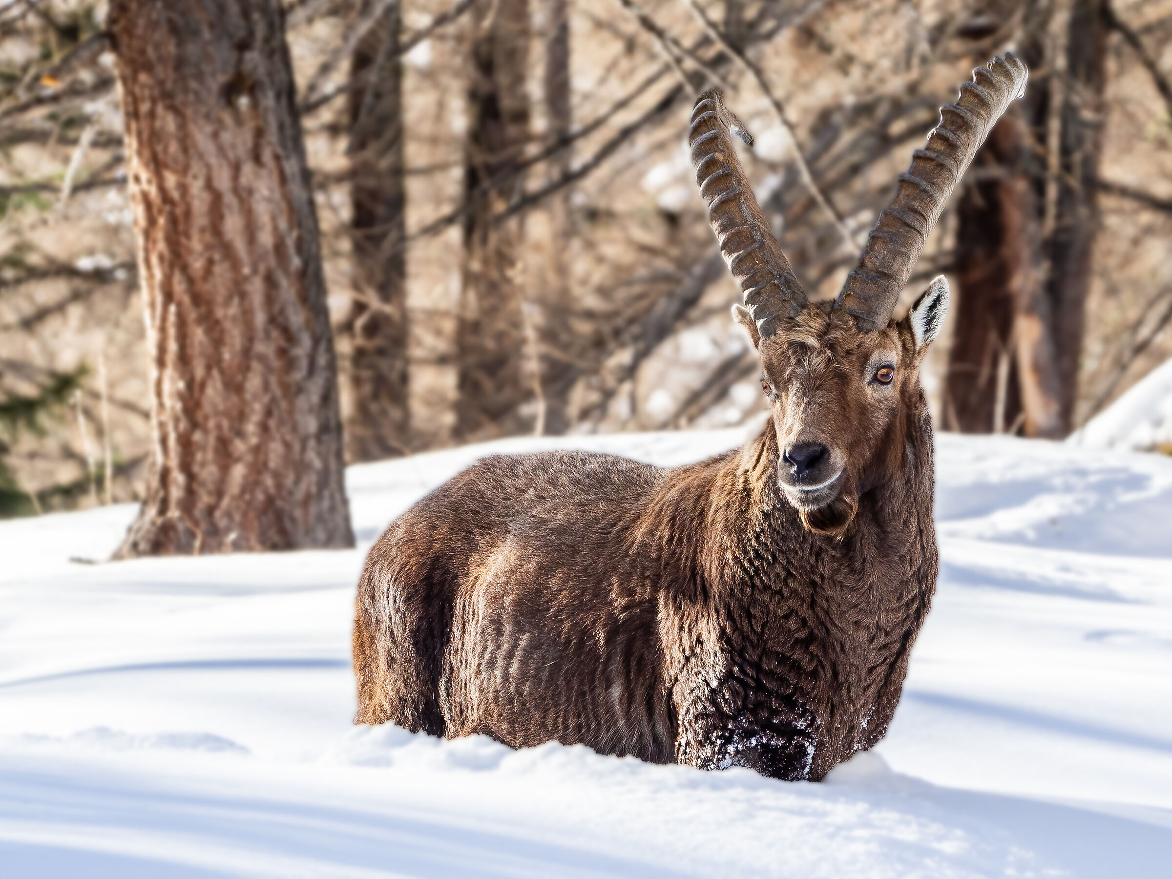 Ibex