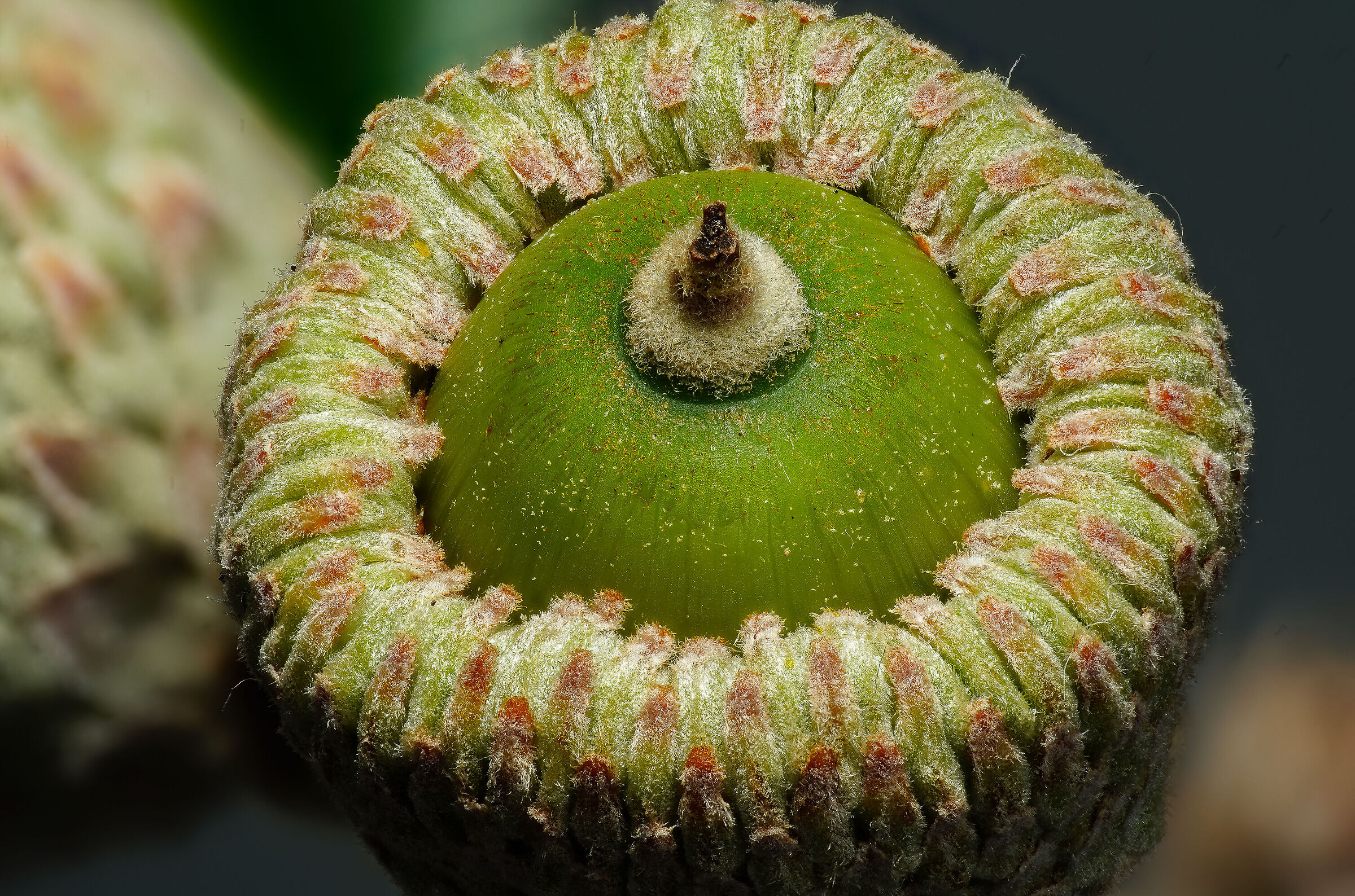 La nascita di una ghianda