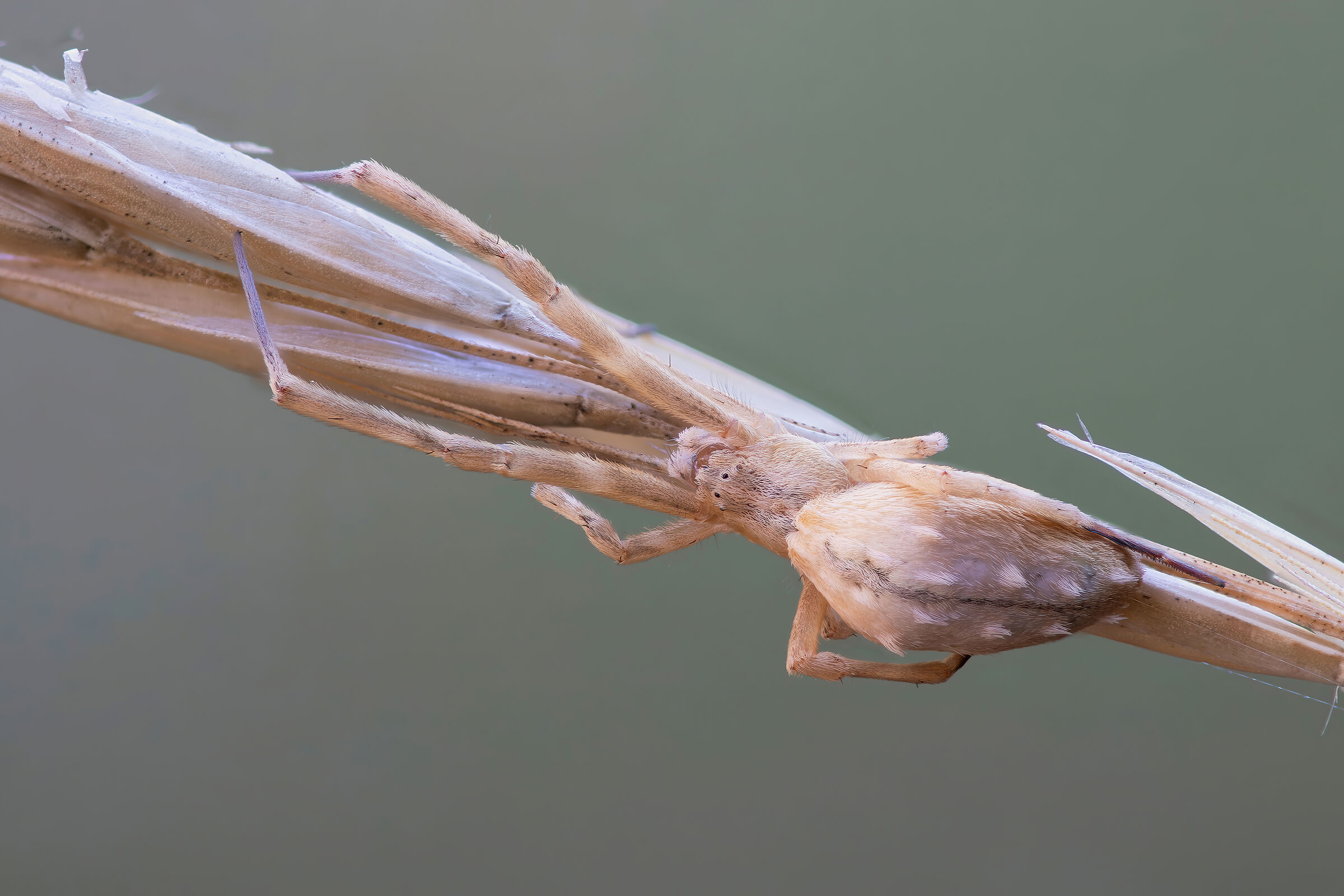 Uloborus walckenaerius