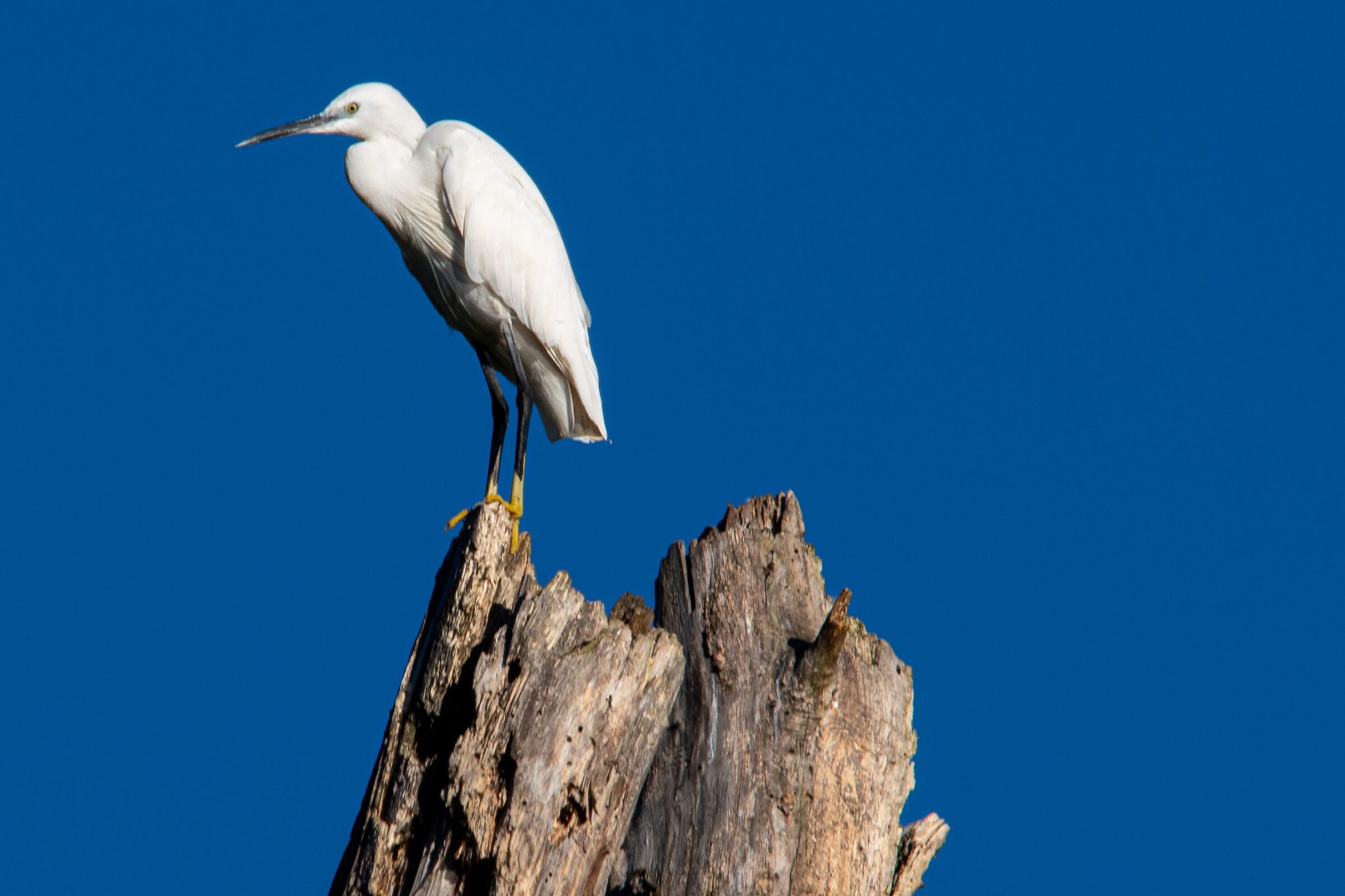 Egretta Garzetta