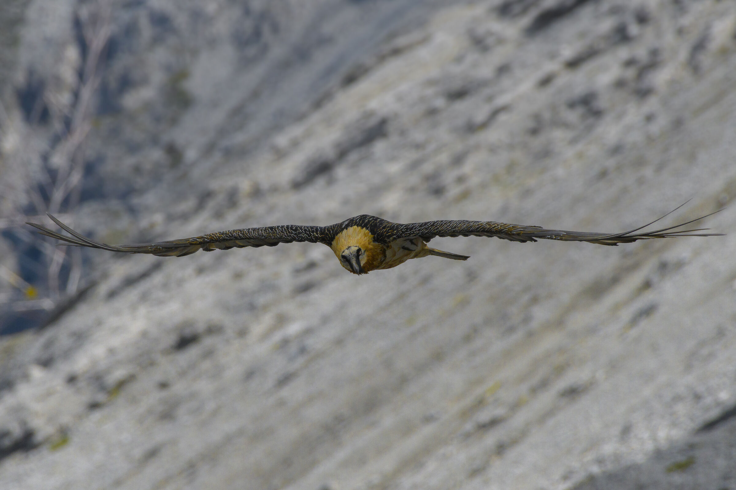 The Stelvio Guardian
