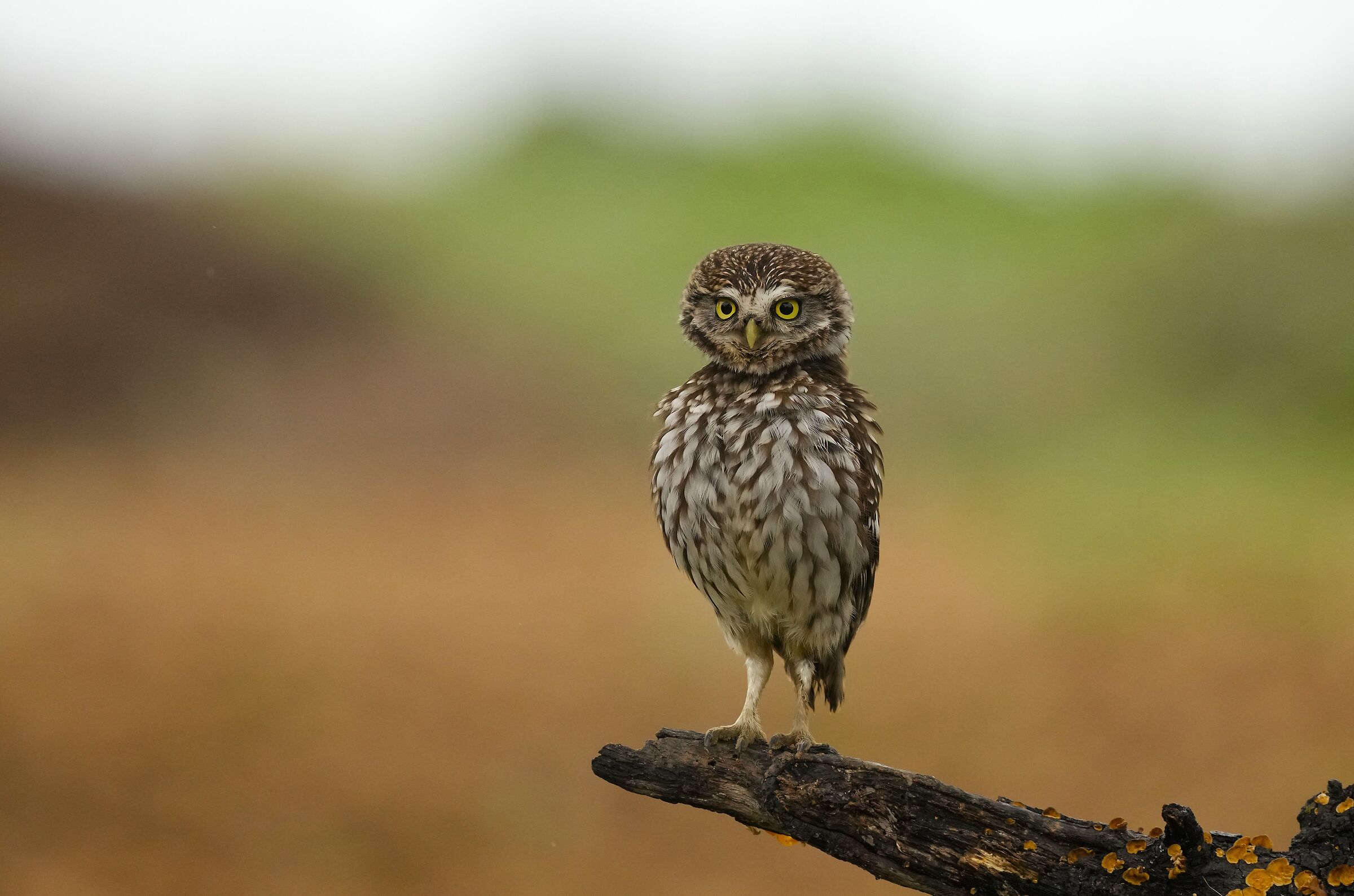 owl