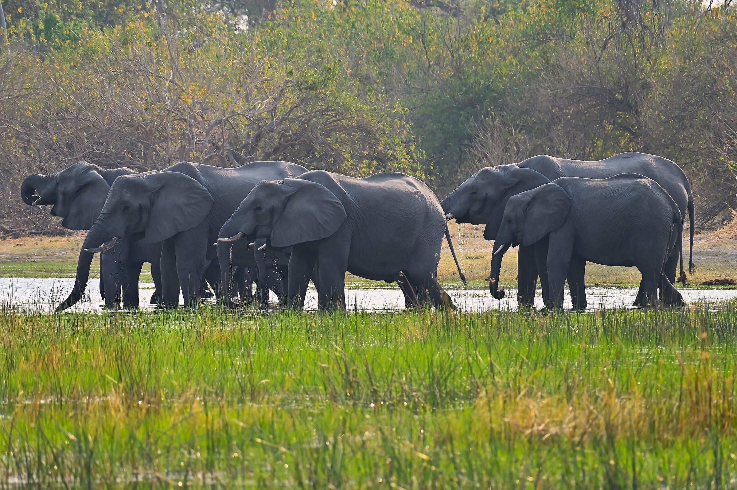 la bevuta collettiva