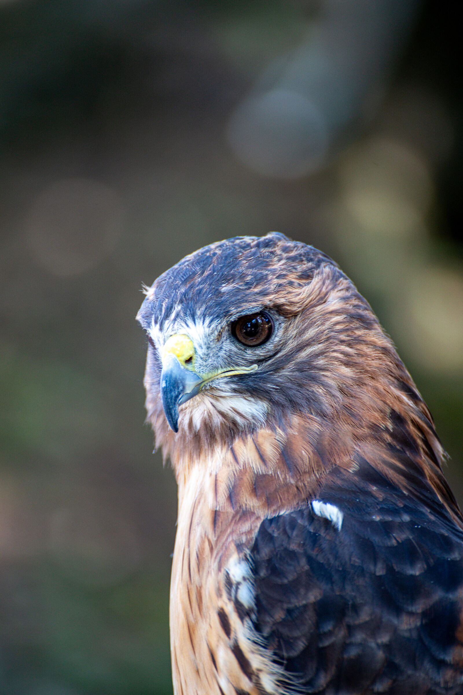 The Buzzard's Gaze