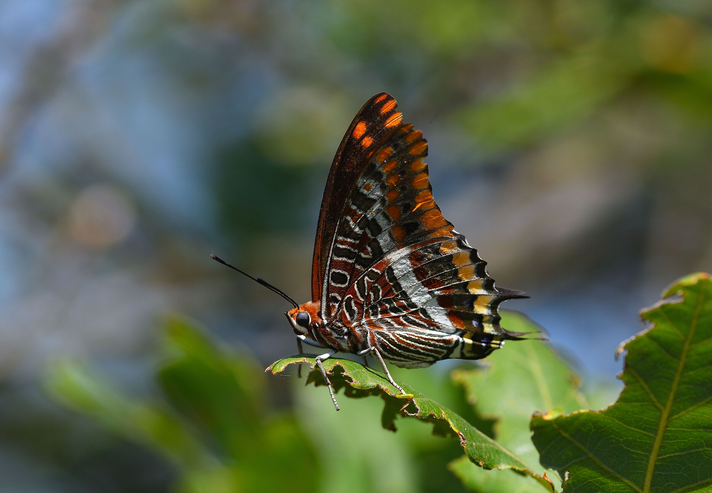 Charaxes Jasius
