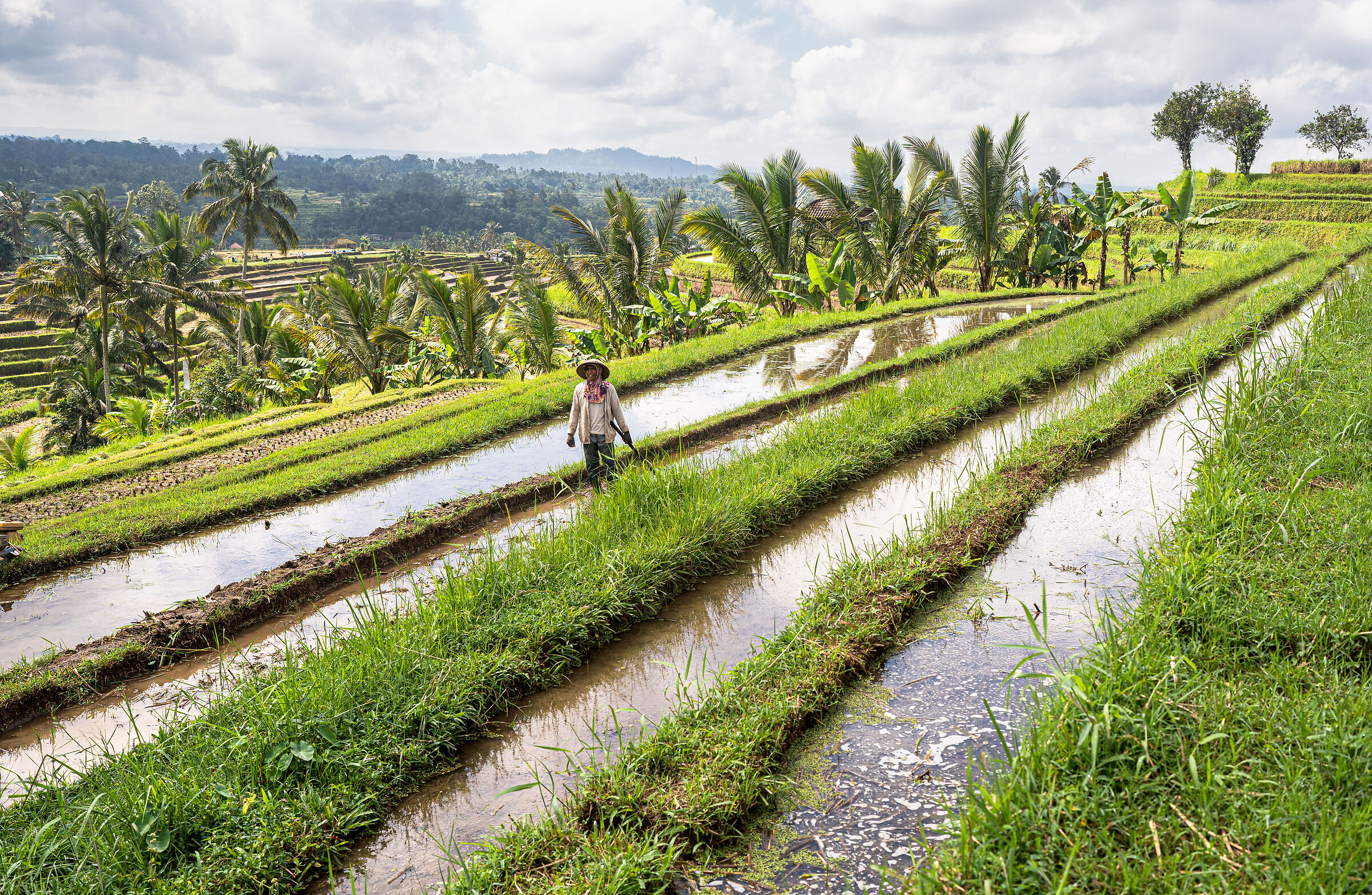 Rice fields in Jatiluwih