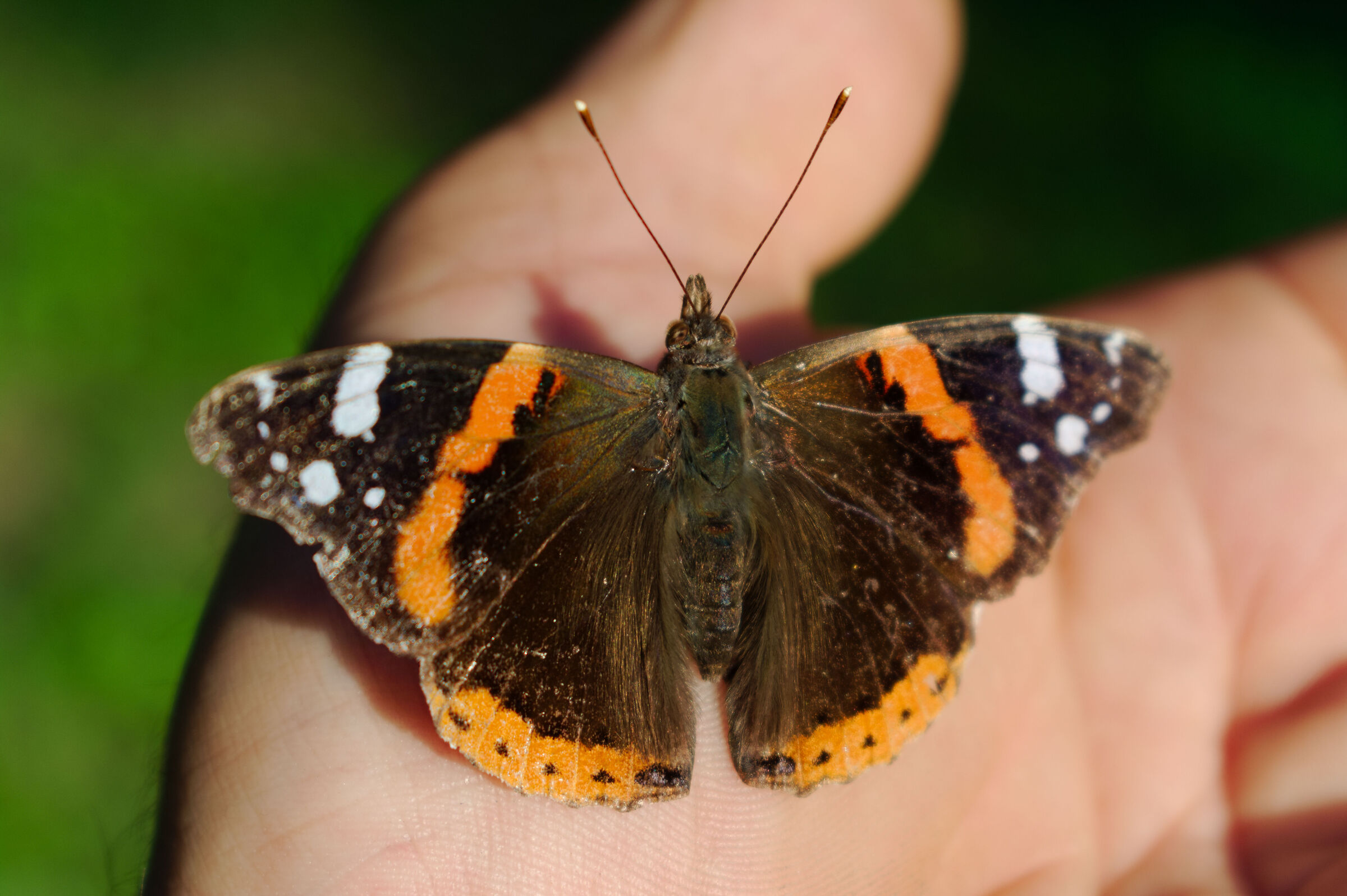 Vanessa Fiduciosa. 04/09/25.