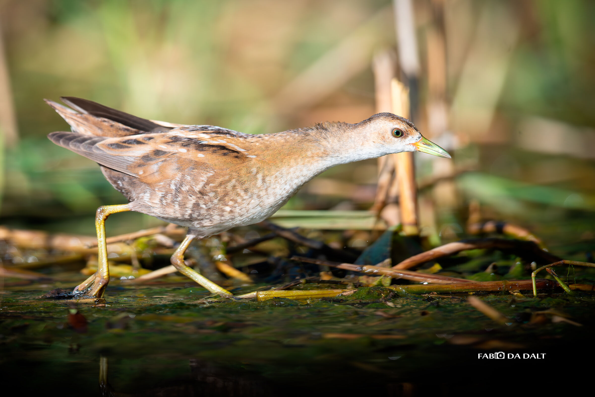 Little crake