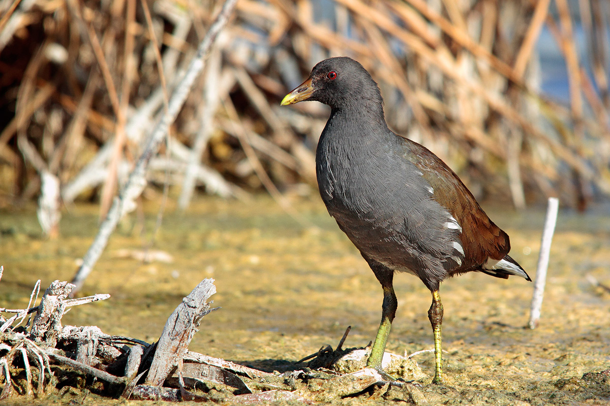 Moorhen
