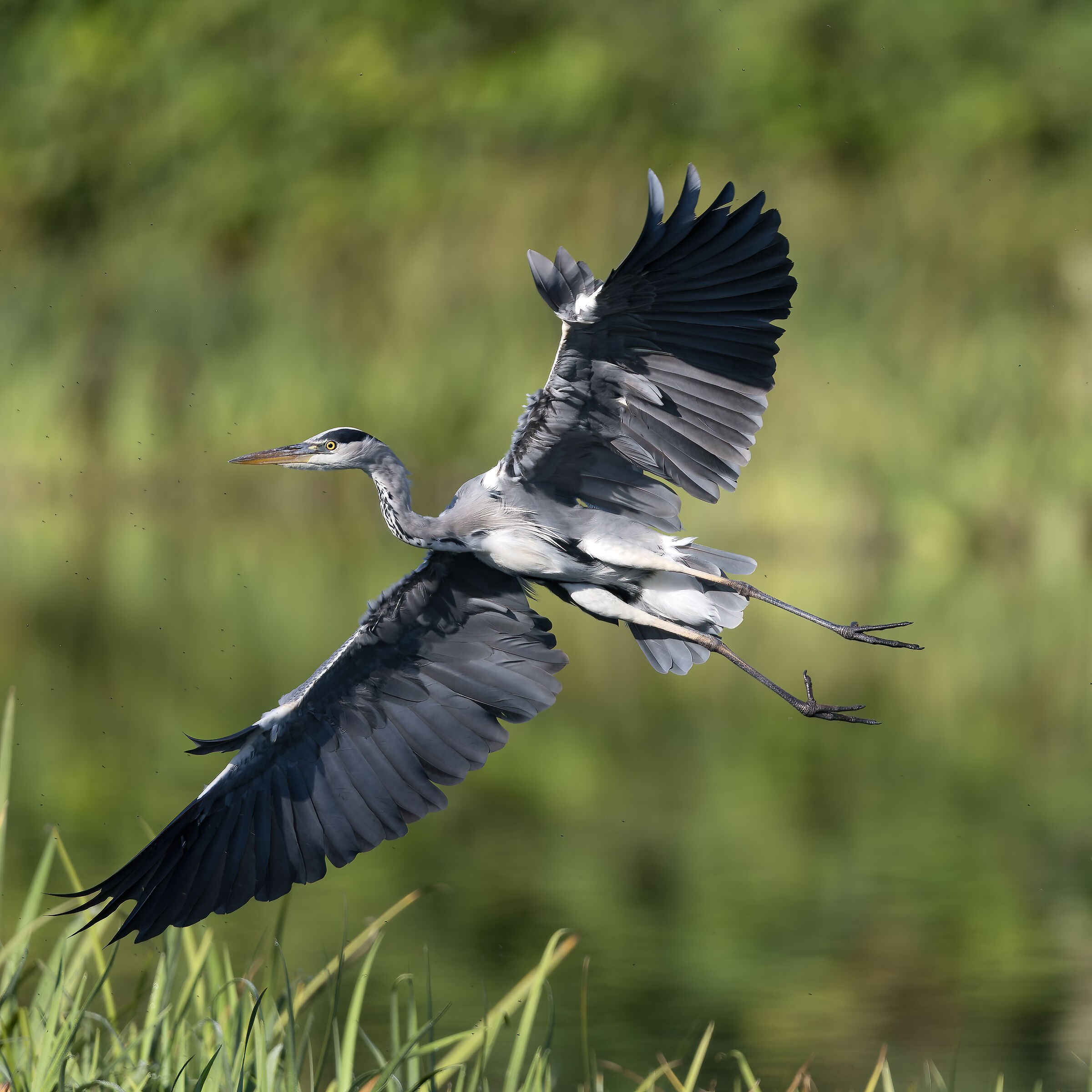 Grey heron