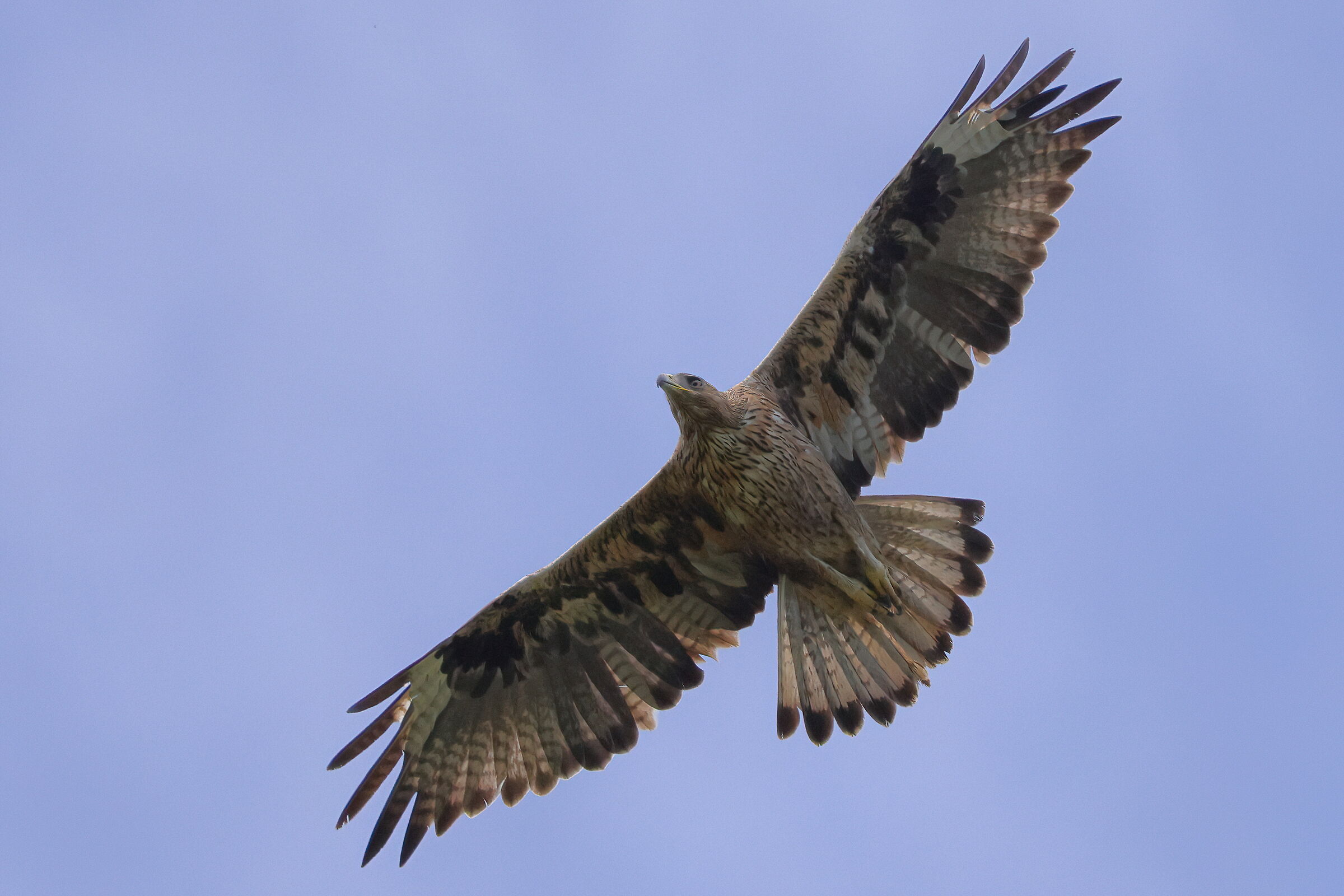 Bonelli's Eagle