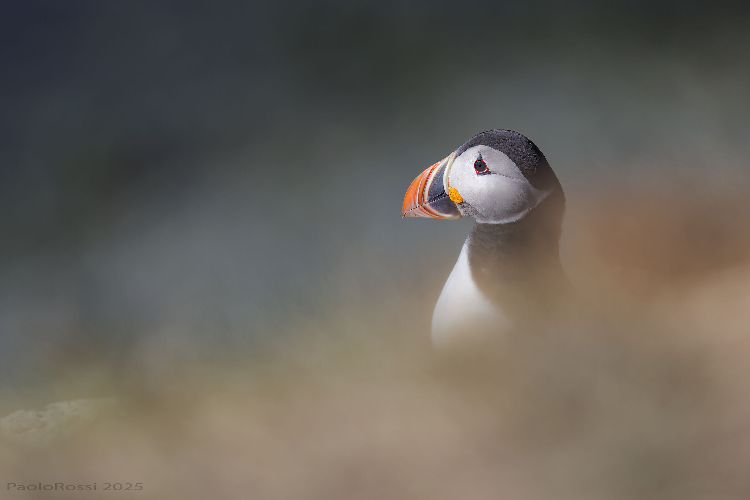 Puffin...