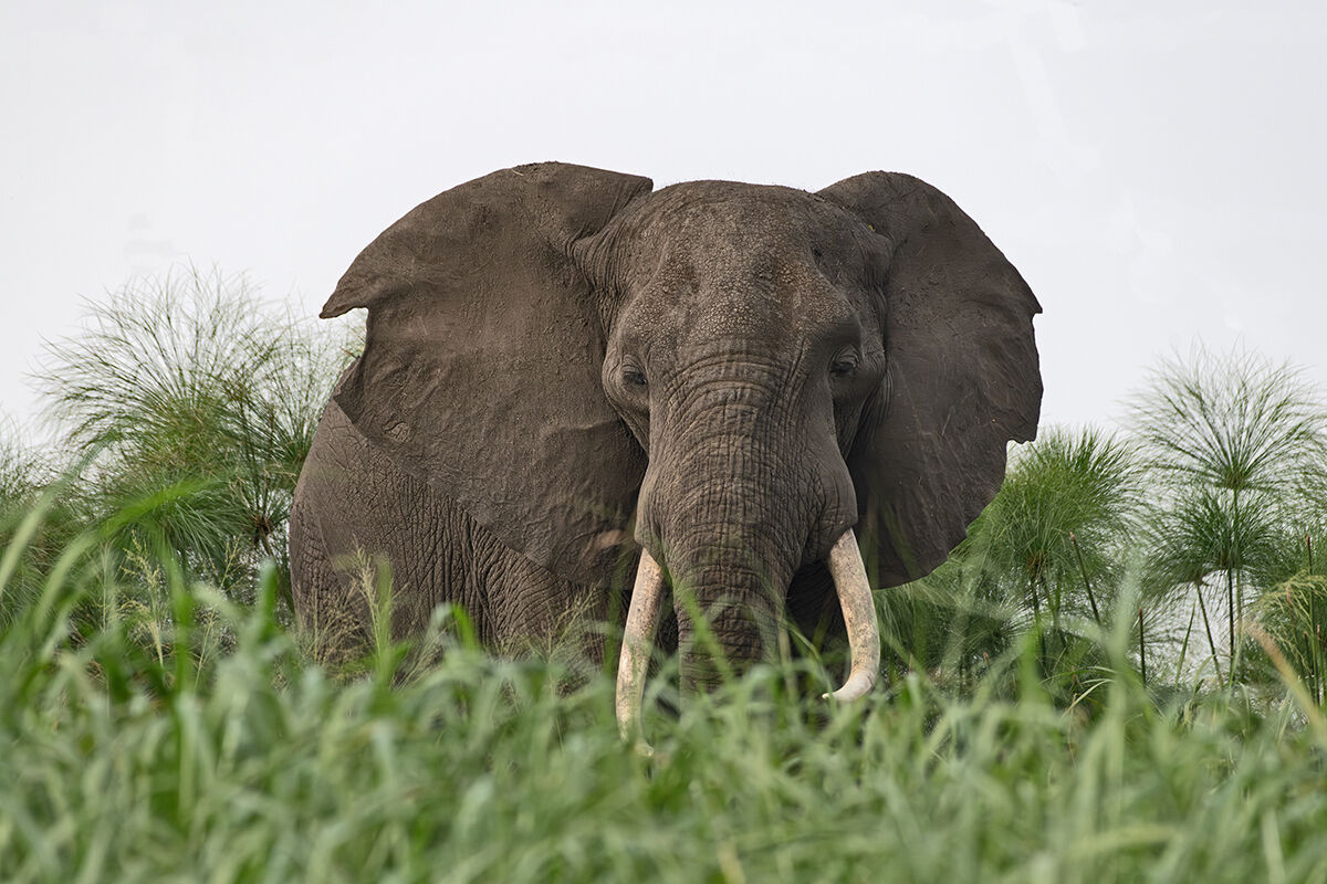 Savannah elephant