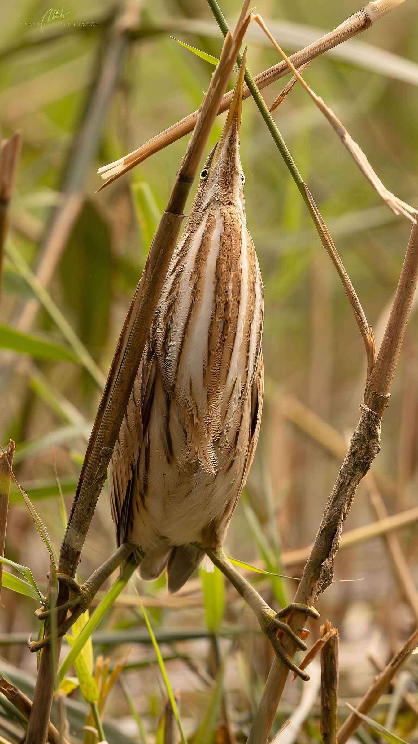 little bittern