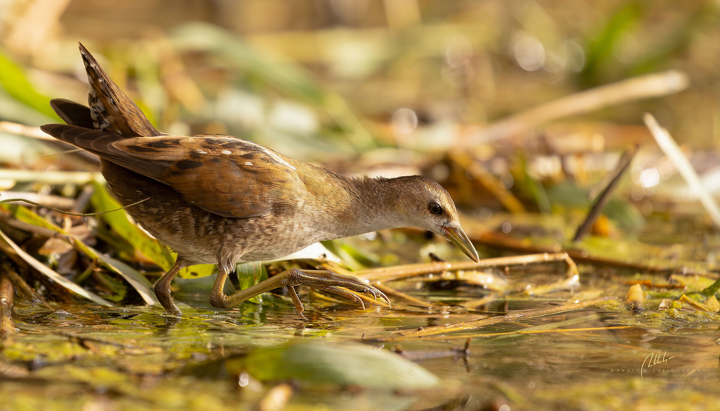 little crake