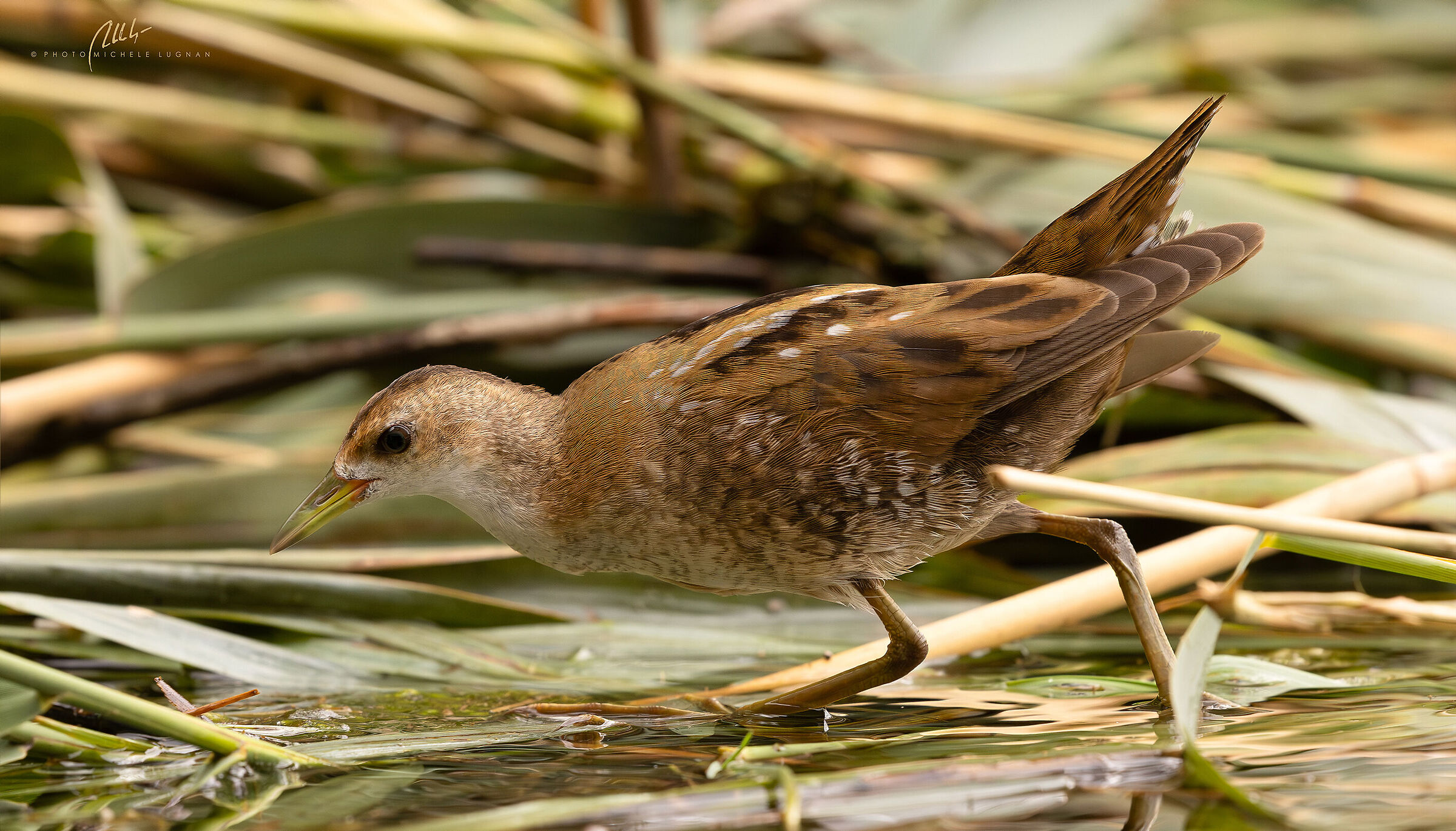 little crake