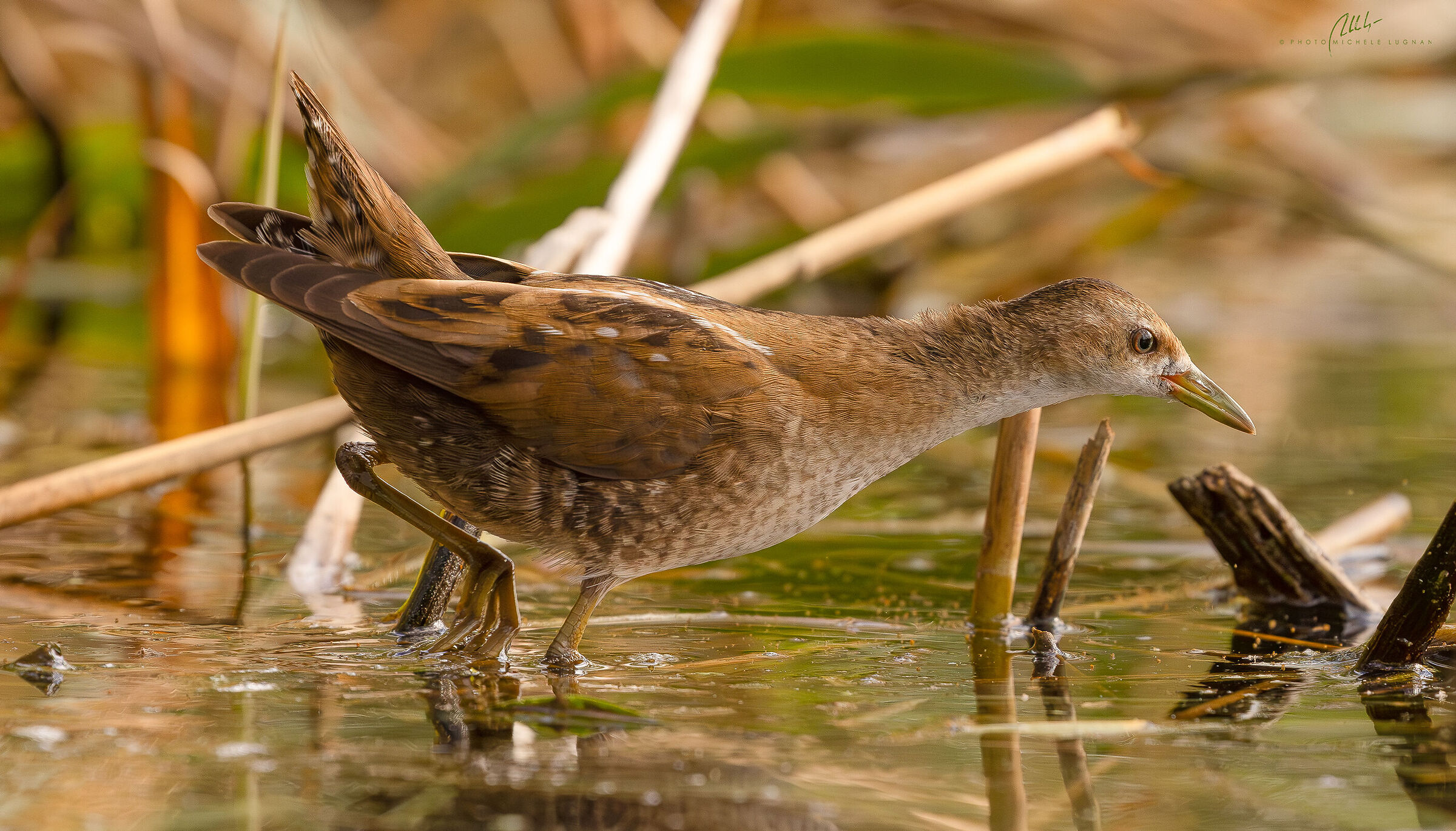 little crake