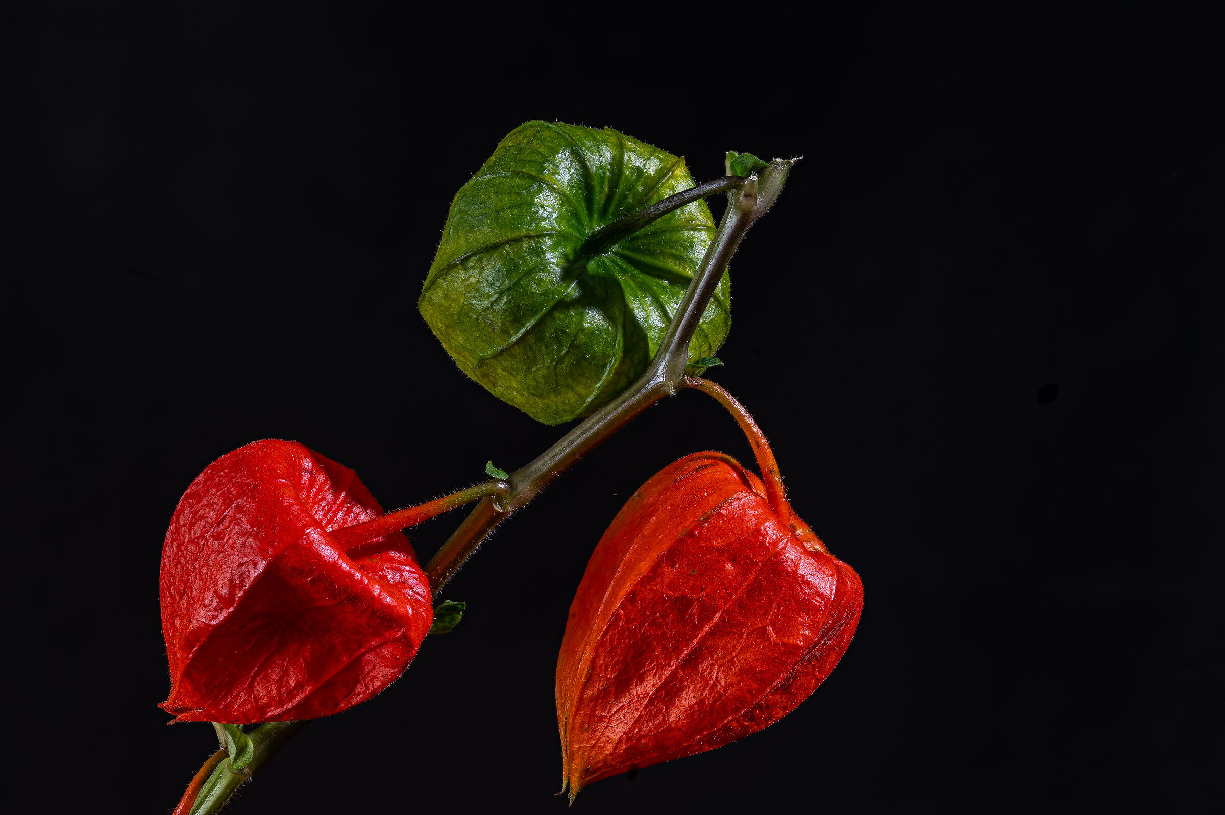 Physalis