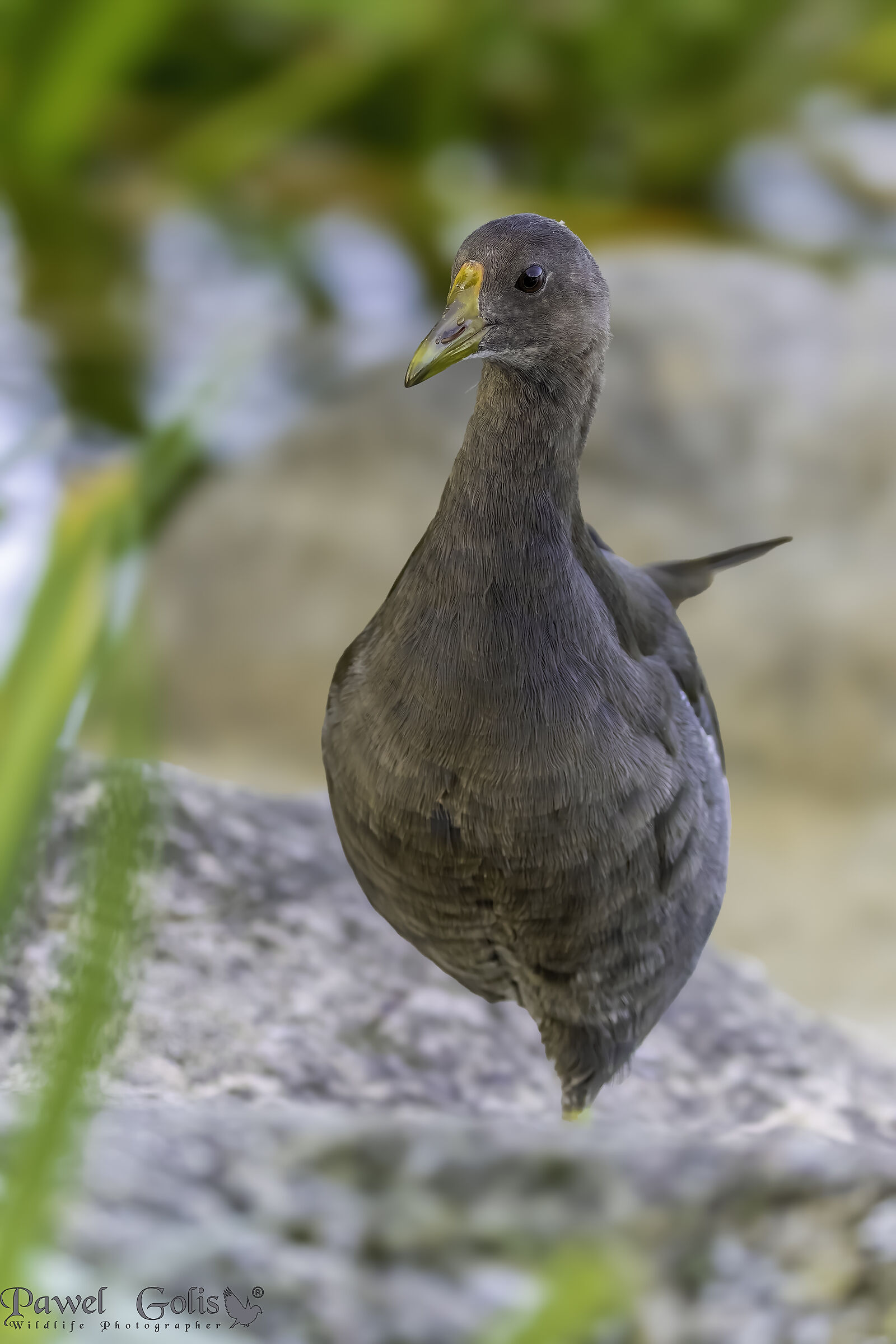 Gallinella d'acqua (Gallinula chloropus)